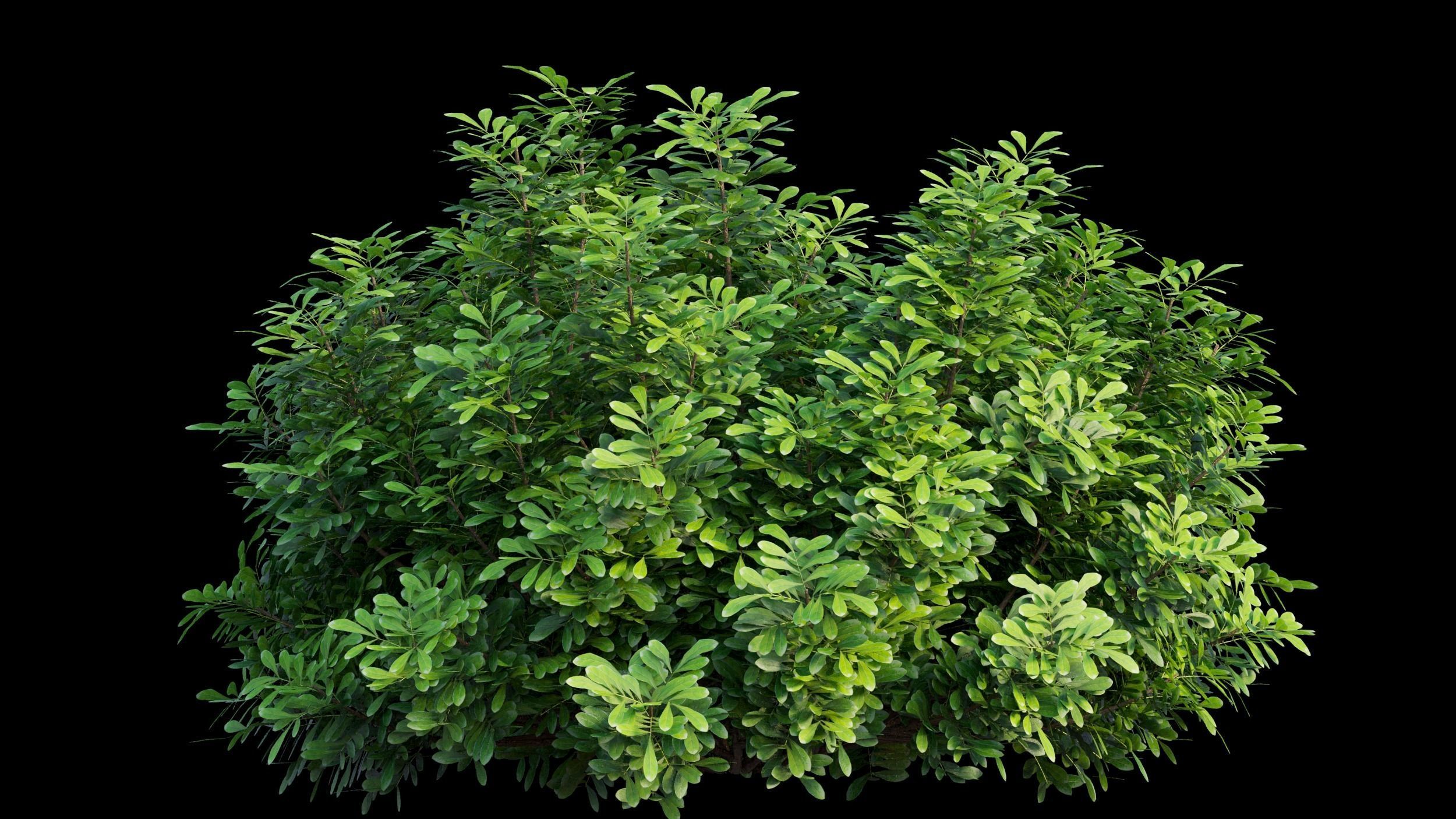 Aglaia duperreana plant set 08  3D model_10