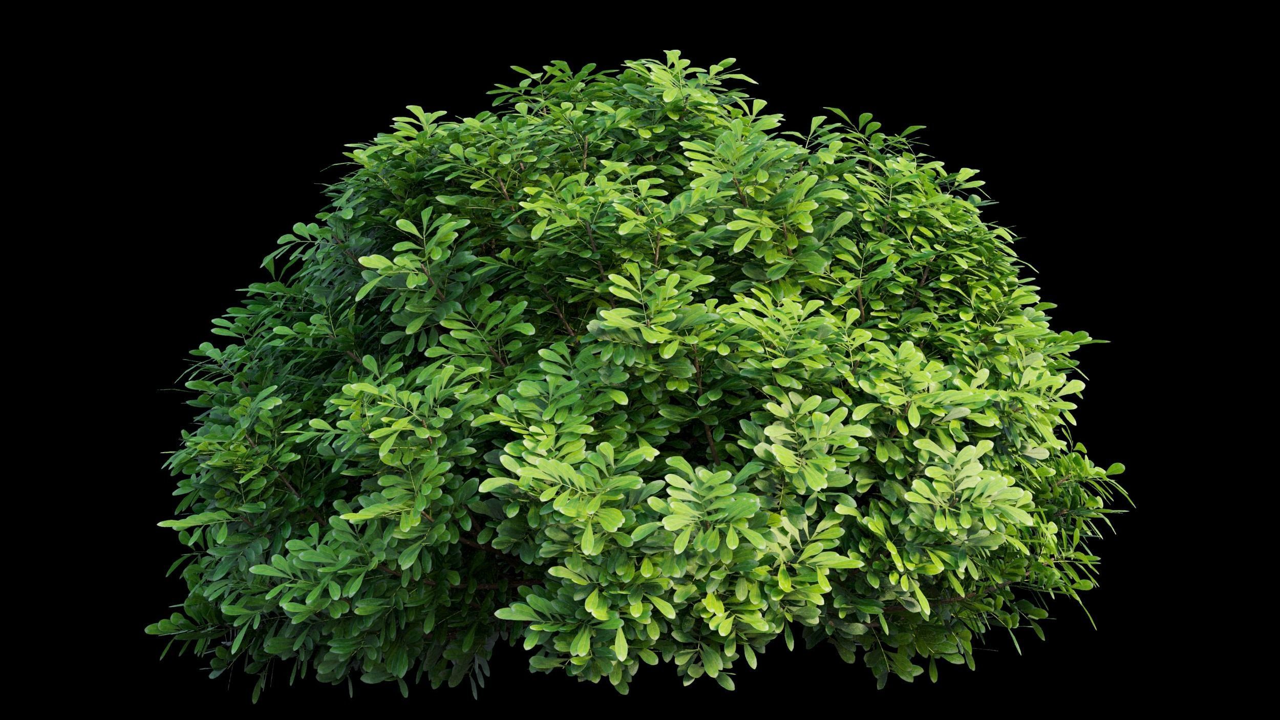 Aglaia duperreana plant set 08  3D model_7