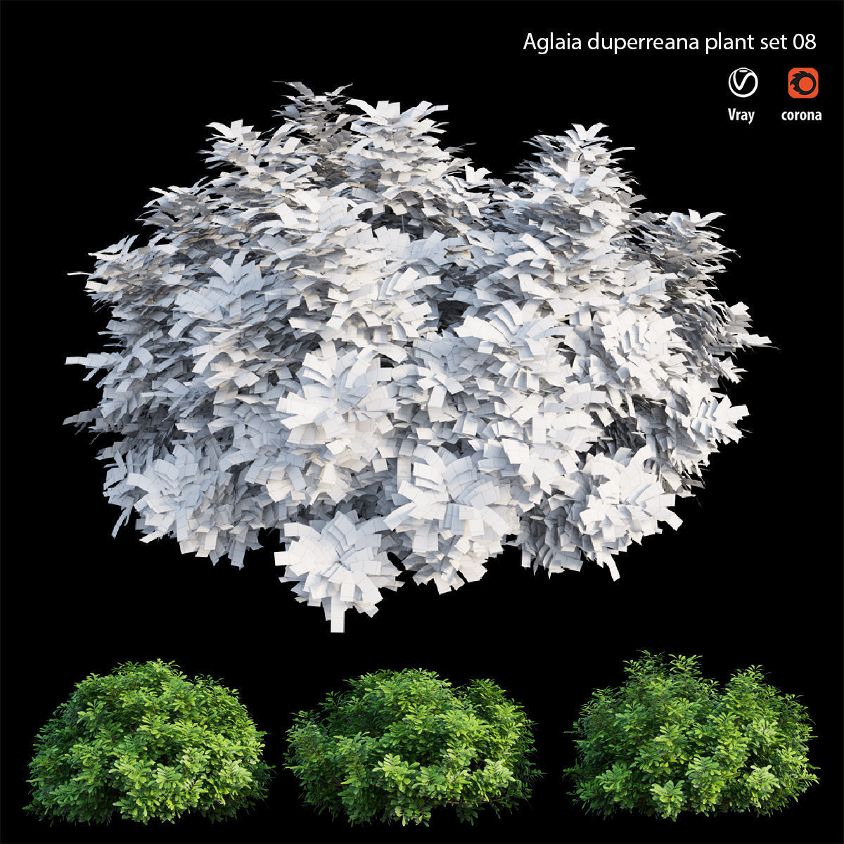 Aglaia duperreana plant set 08  3D model_5