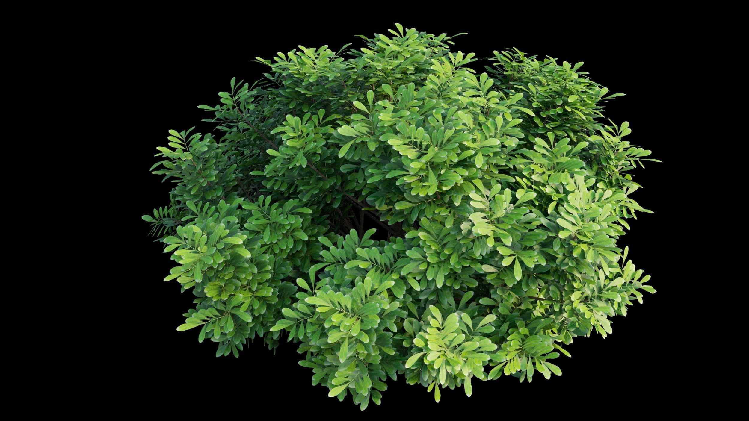 Aglaia duperreana plant set 08  3D model_8