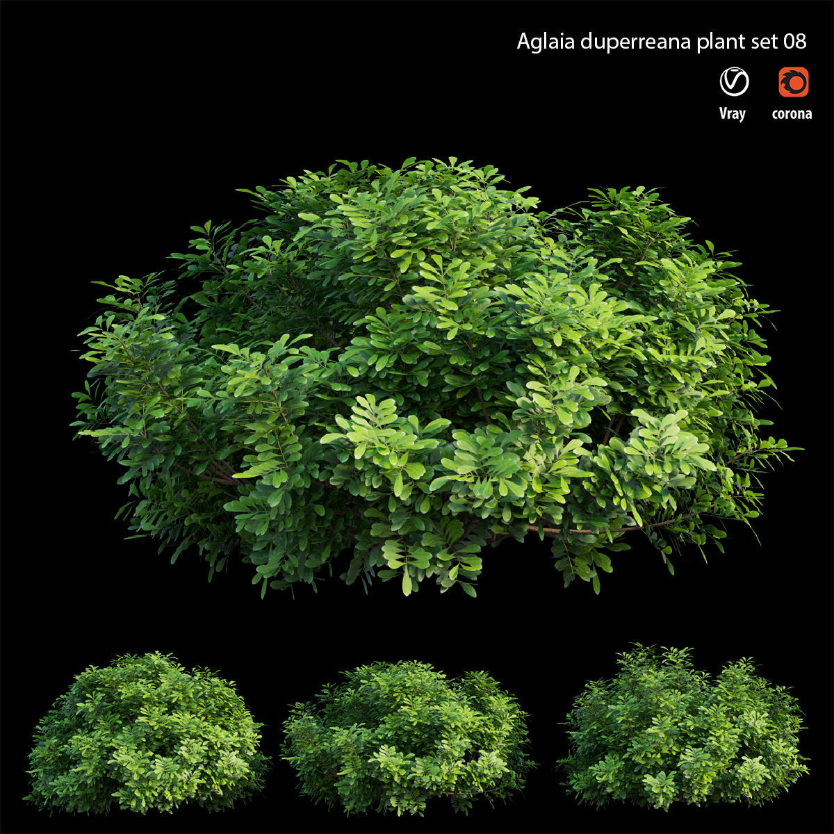 Aglaia duperreana plant set 08  3D model_2