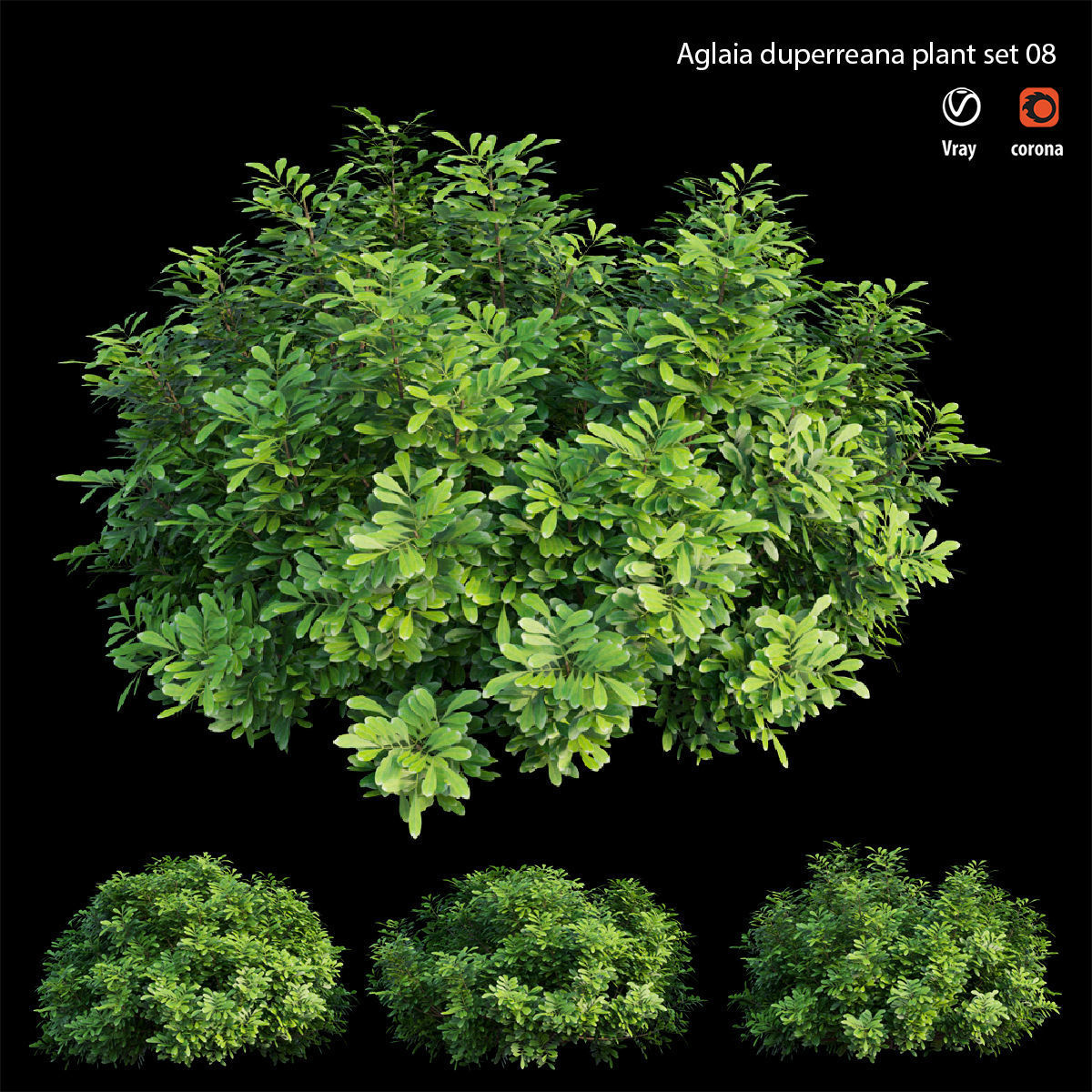 Aglaia duperreana plant set 08  3D model_4
