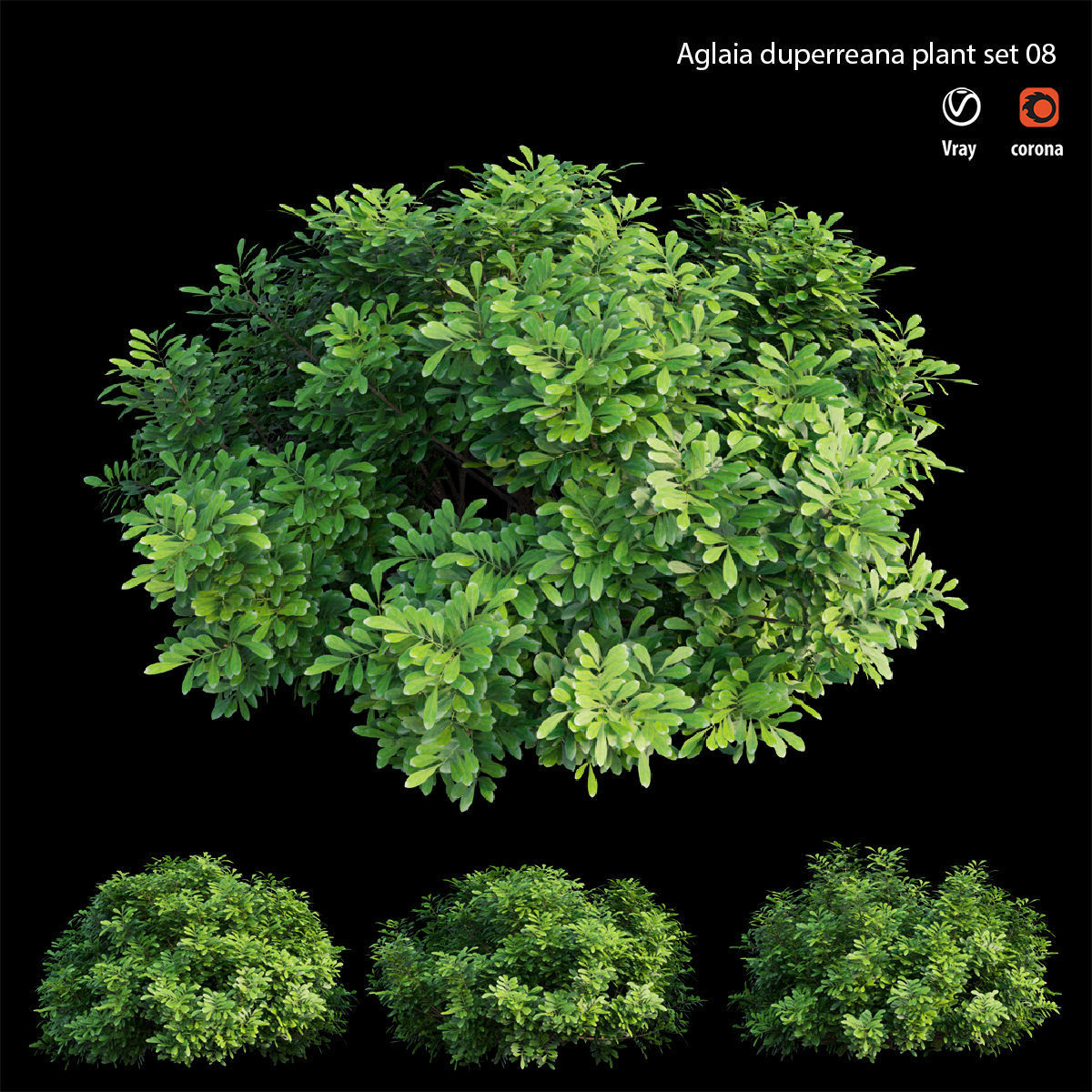 Aglaia duperreana plant set 08  3D model_1