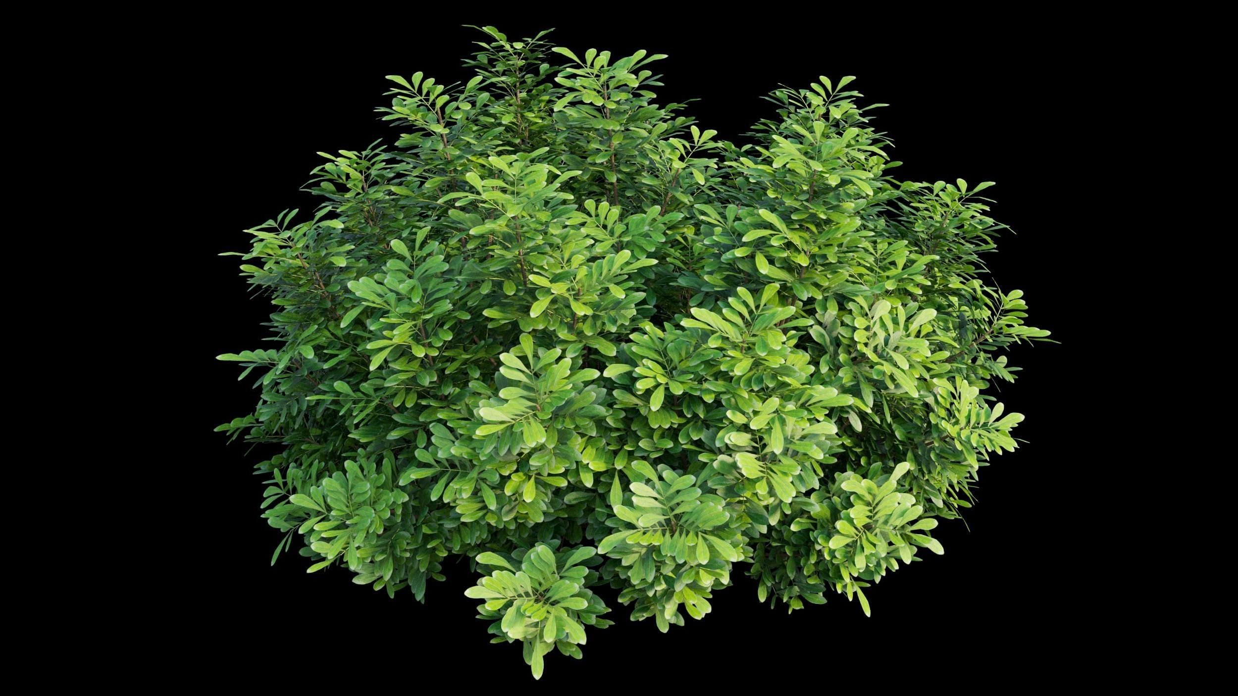 Aglaia duperreana plant set 08  3D model_11