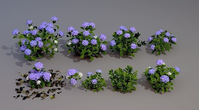 Botany hydrangea 3D model