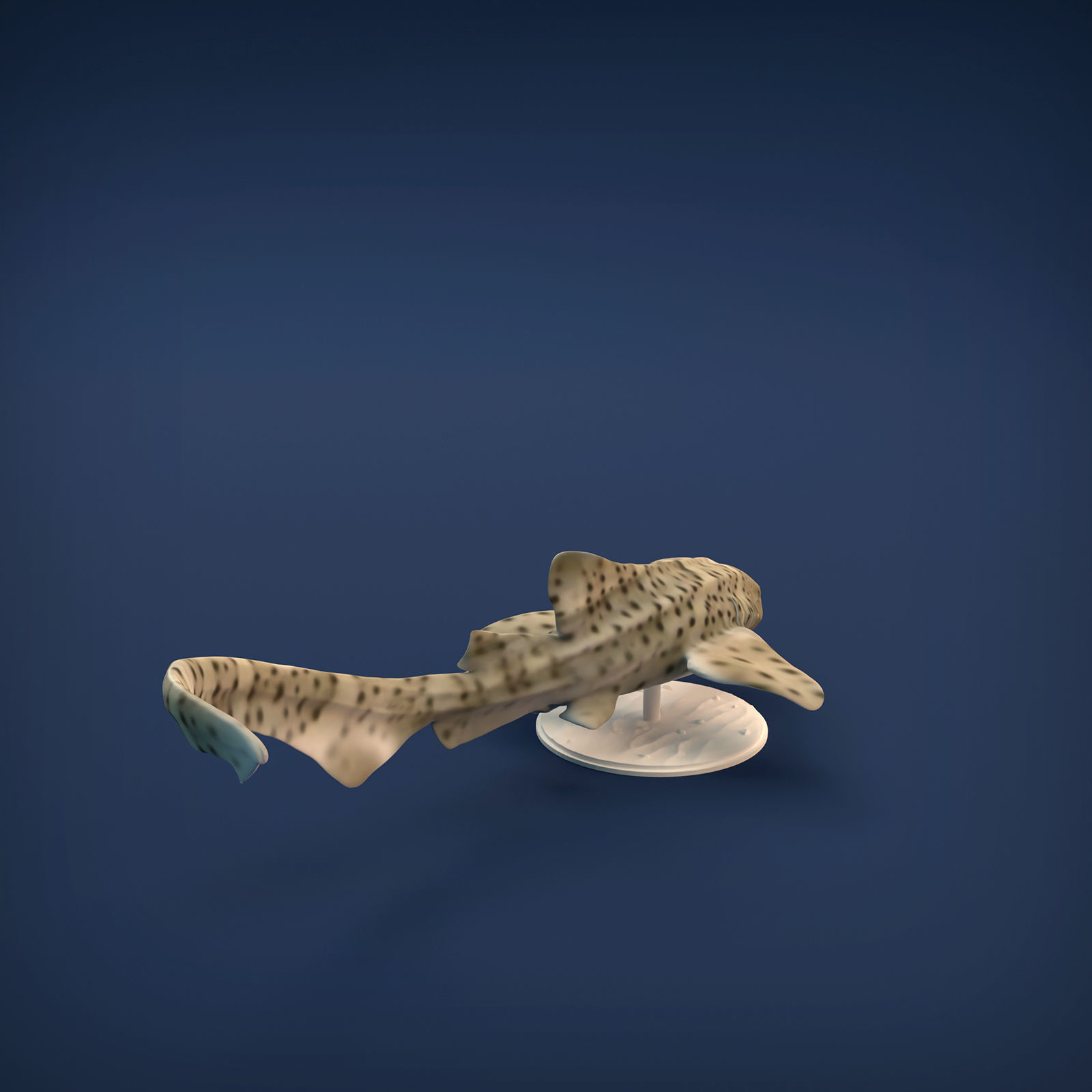 Zebra Shark for 3D printing 3D print model_2