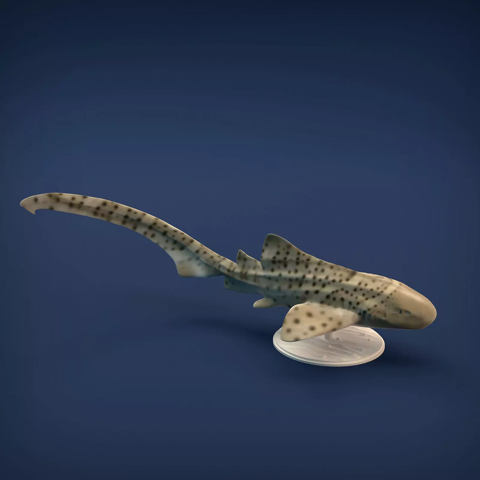 Zebra Shark for 3D printing 3D print model_0