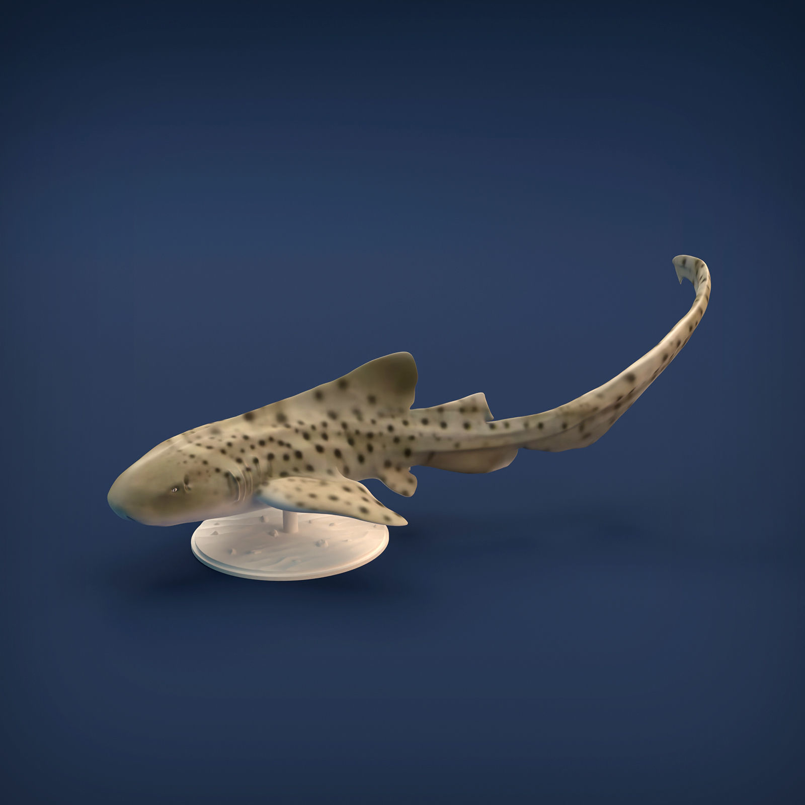 Zebra Shark for 3D printing 3D print model_5