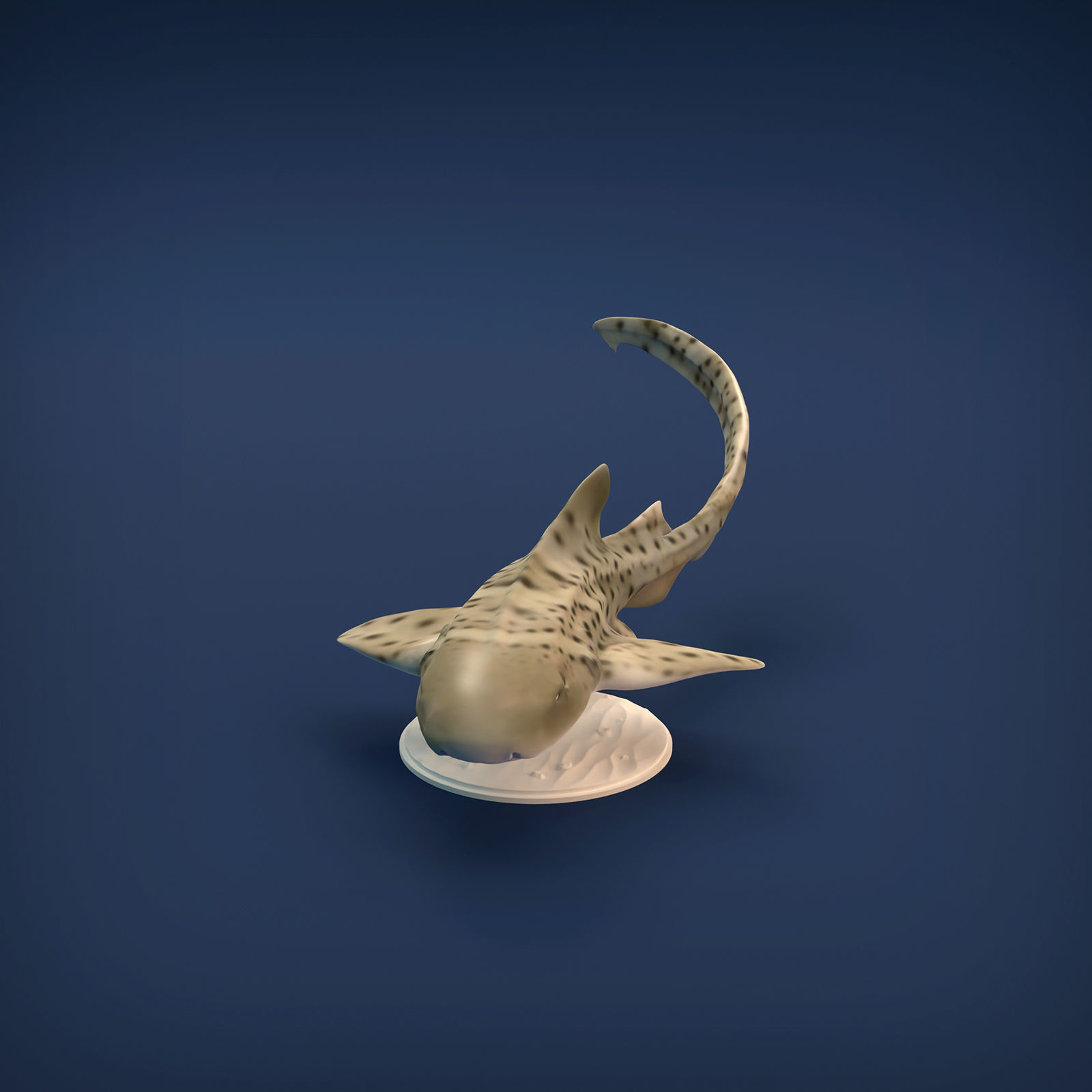 Zebra Shark for 3D printing 3D print model_6