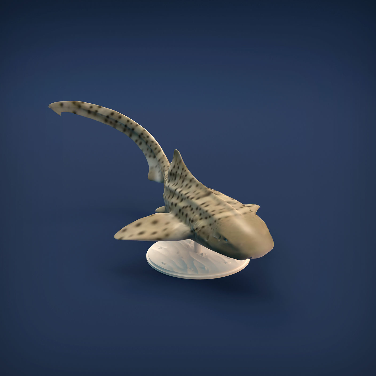 Zebra Shark for 3D printing 3D print model_7