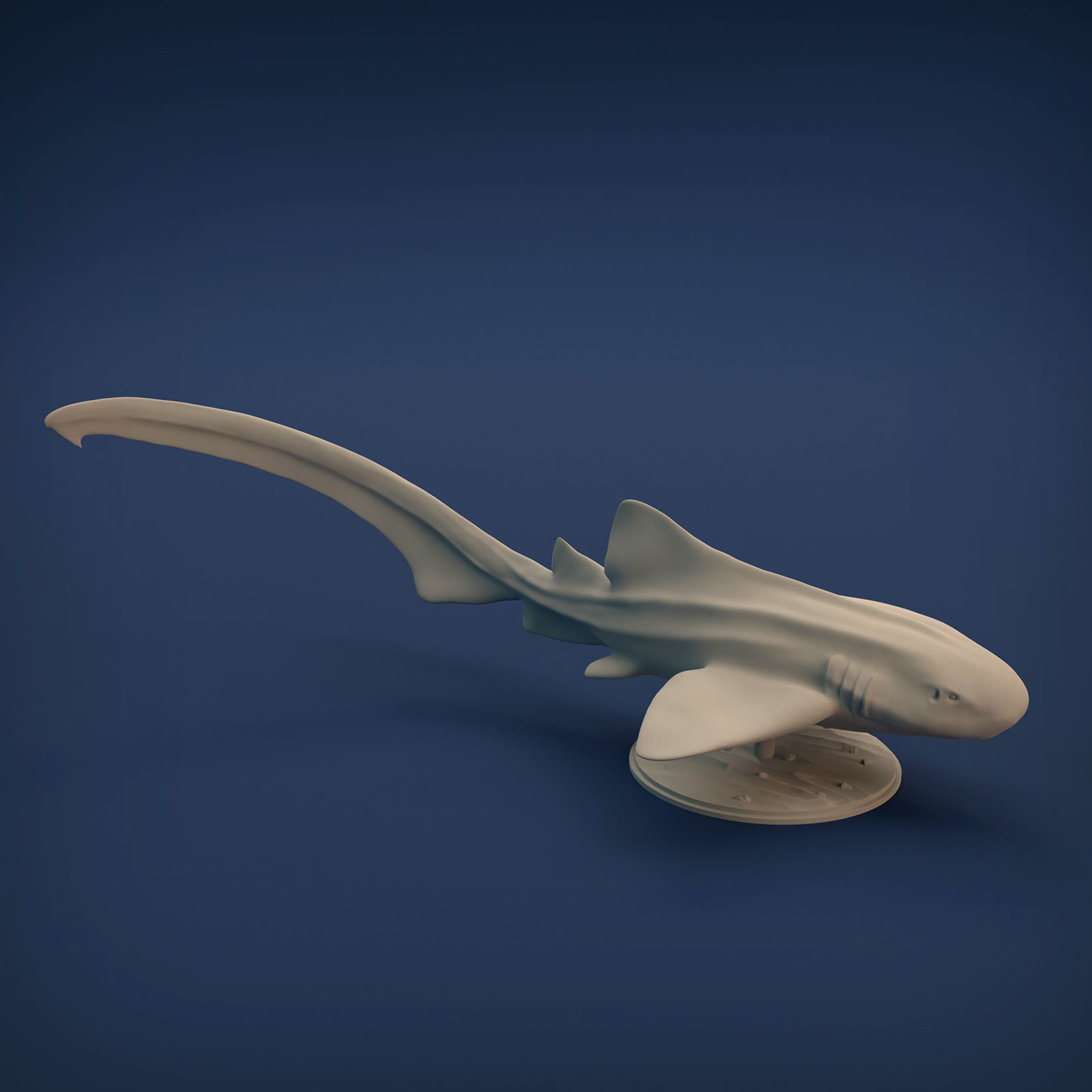 Zebra Shark for 3D printing 3D print model_8