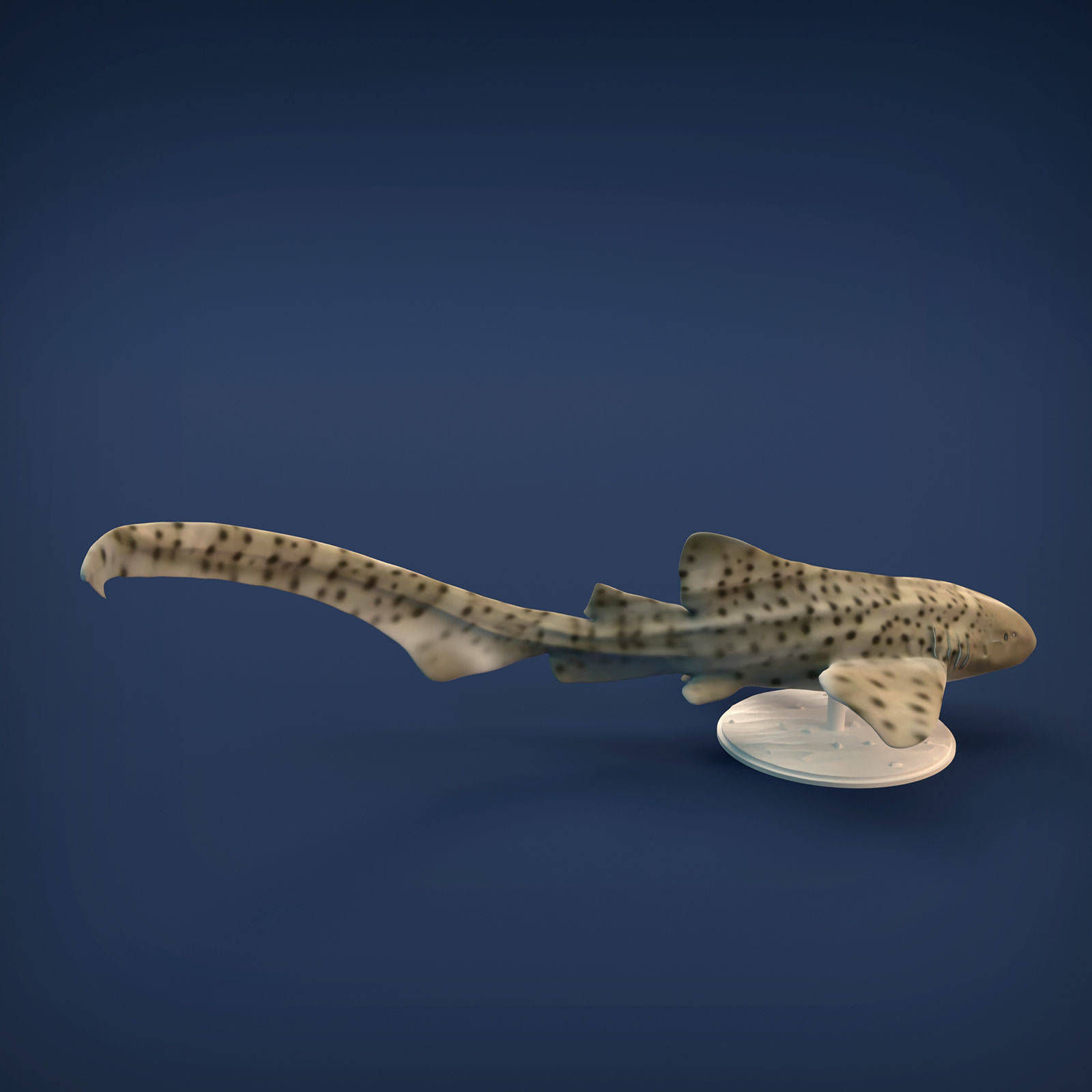 Zebra Shark for 3D printing 3D print model_1