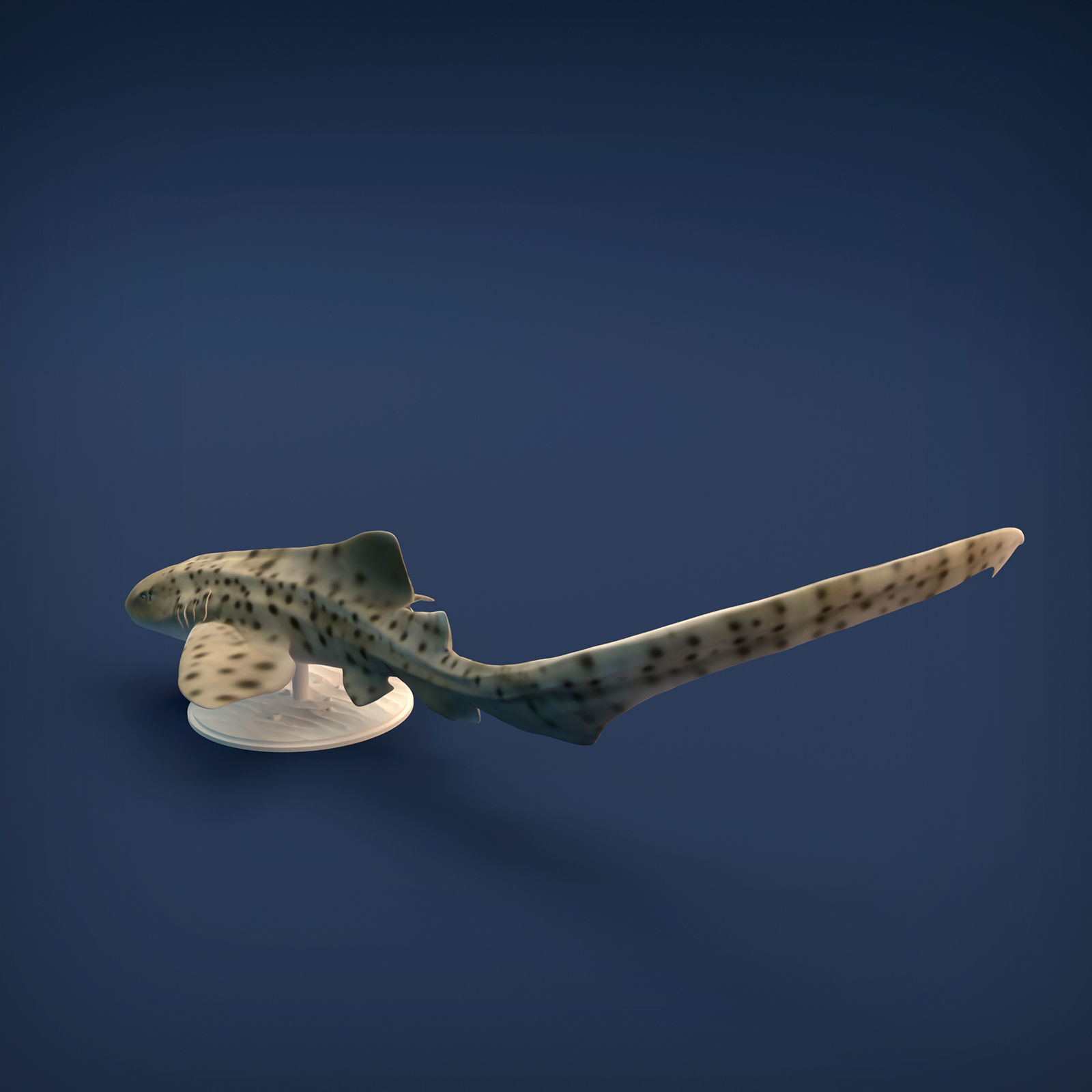 Zebra Shark for 3D printing 3D print model_4