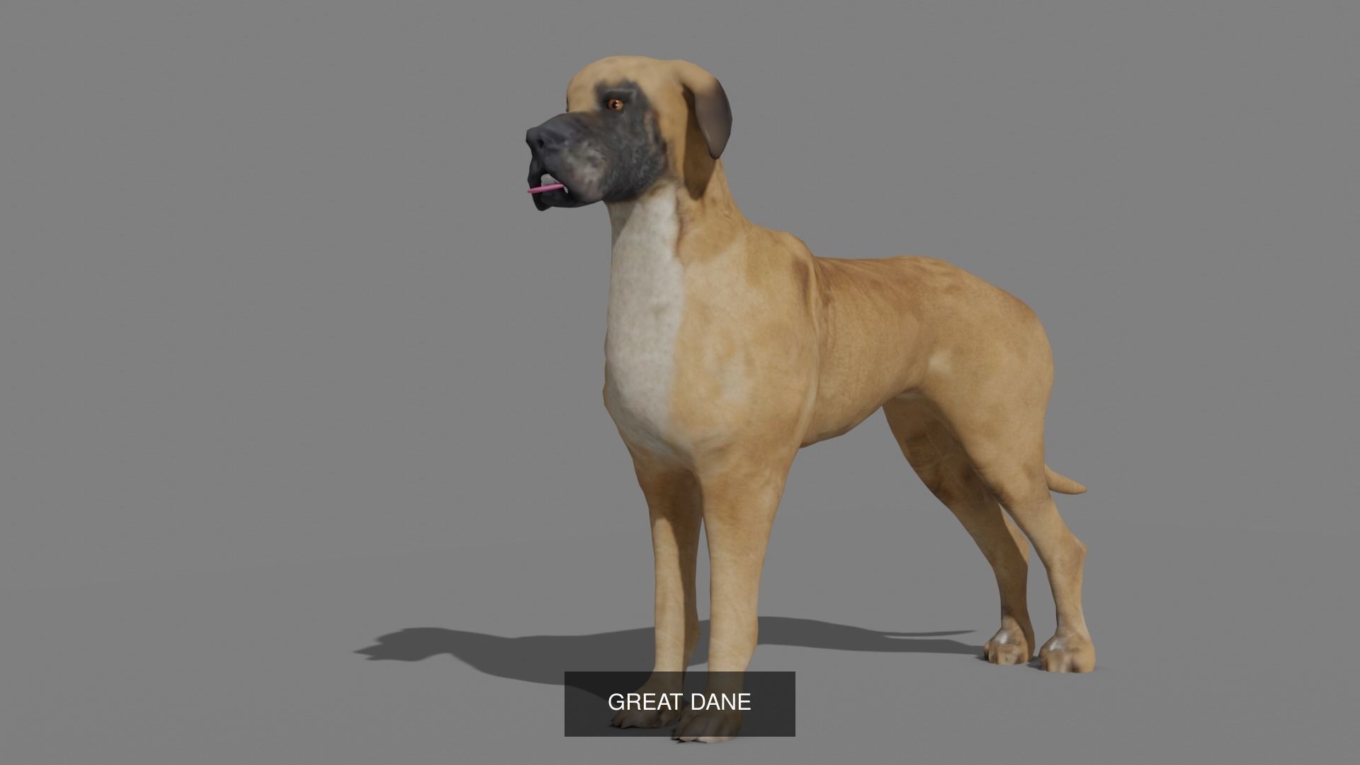 DOG COLLECTION hound _5