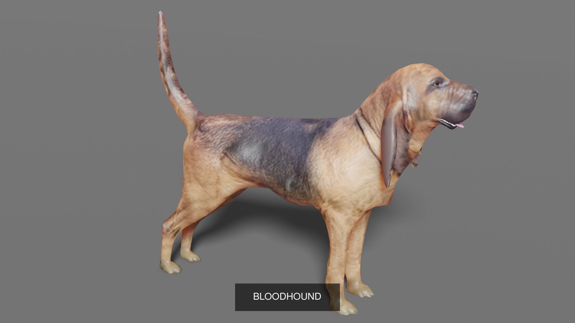 DOG COLLECTION hound _1