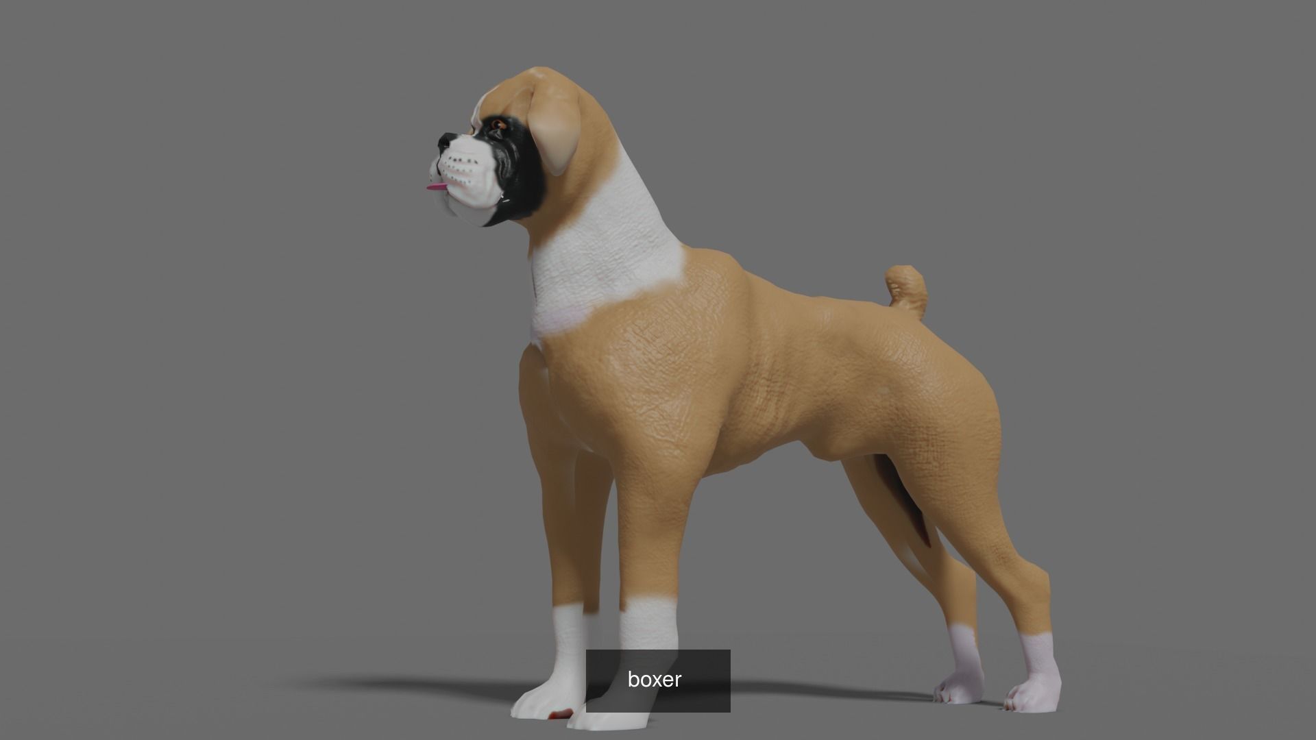 DOG COLLECTION hound _4