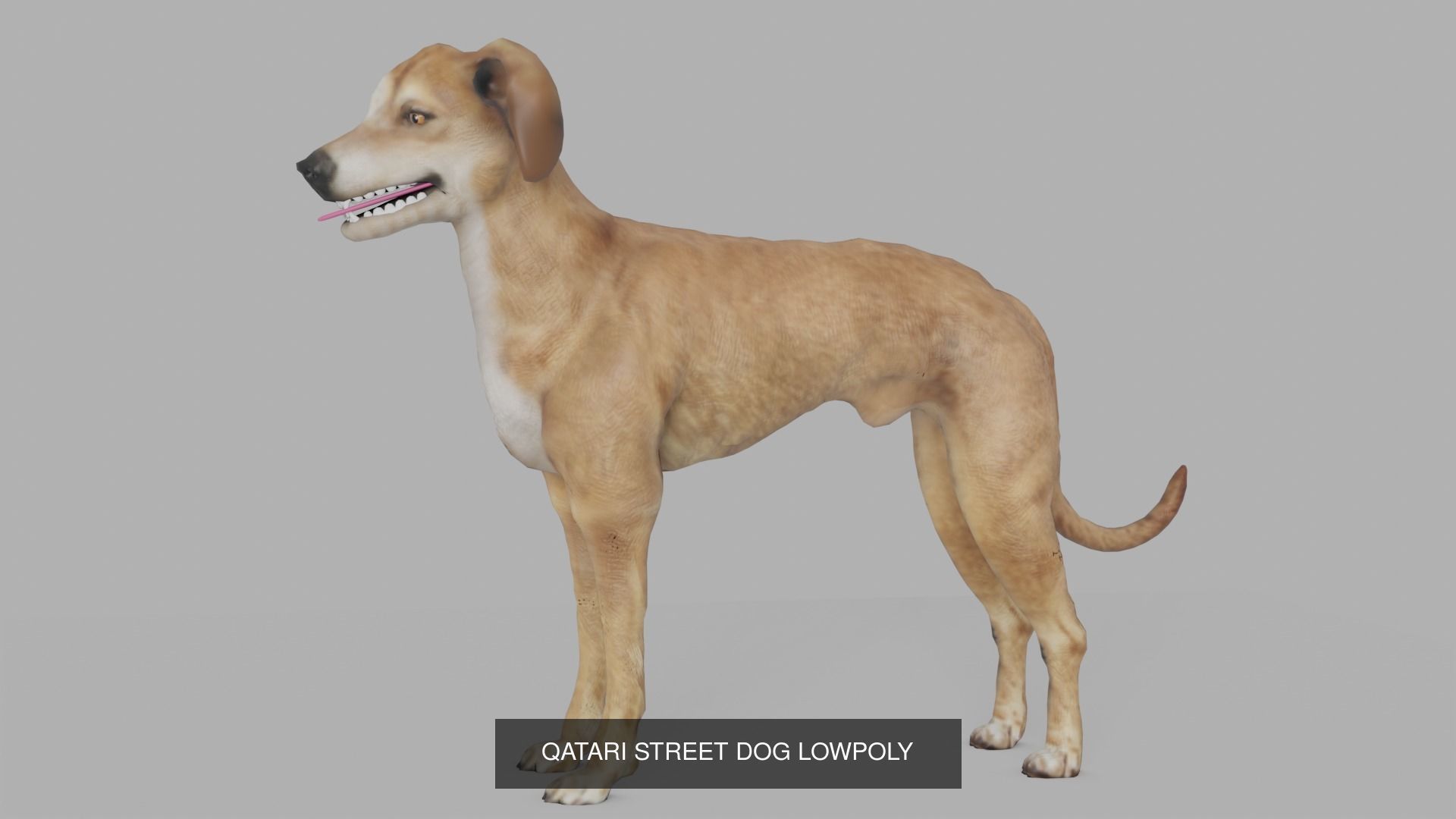 DOG COLLECTION hound _2