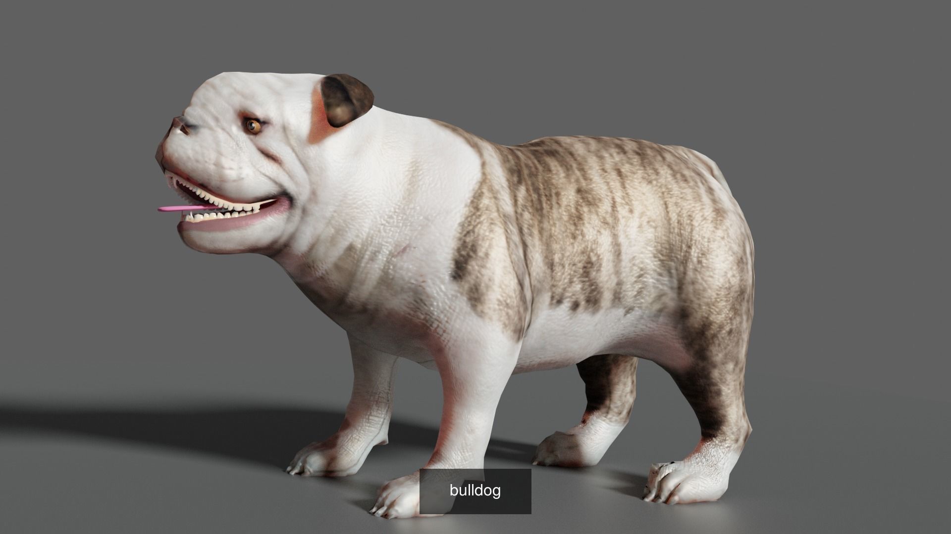 DOG COLLECTION hound _3