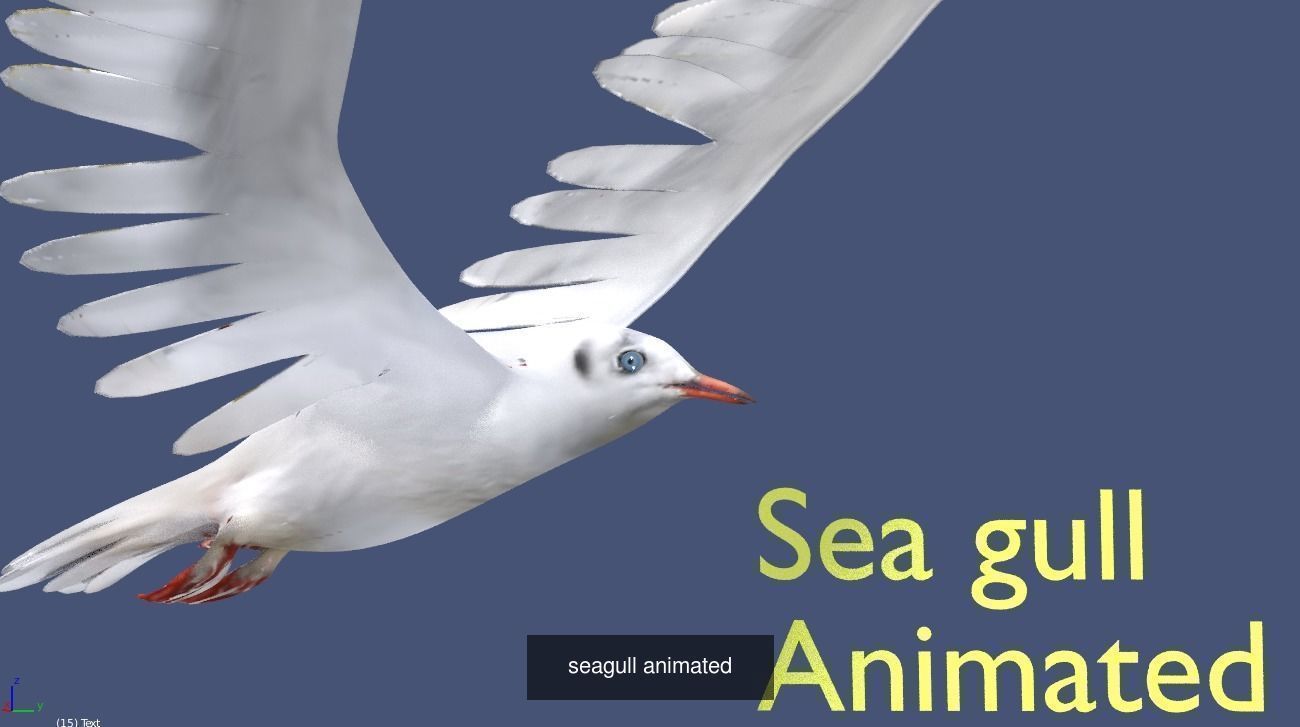 BIRD COLLECTION parrot flying in air _28