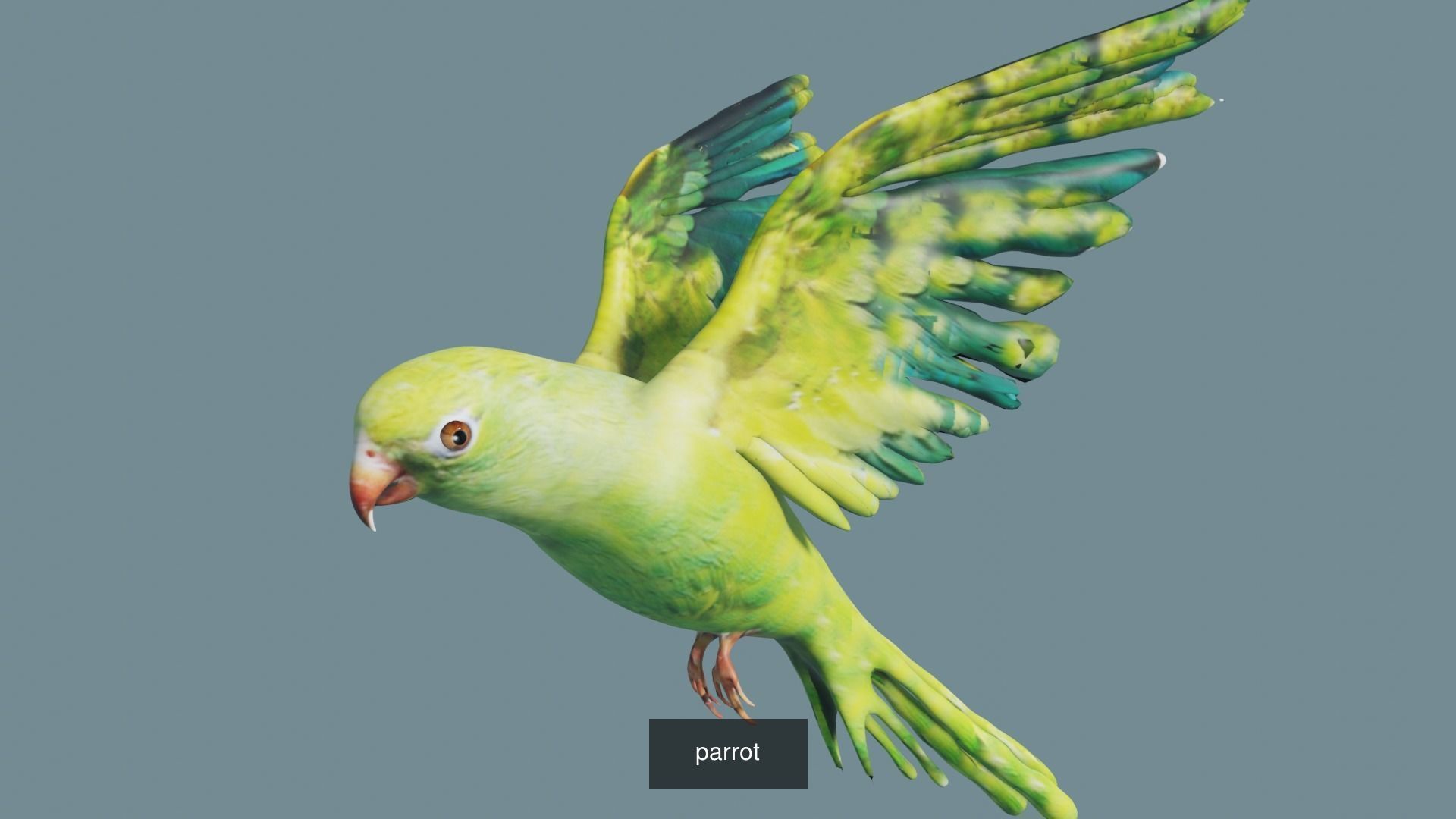 BIRD COLLECTION parrot flying in air _22
