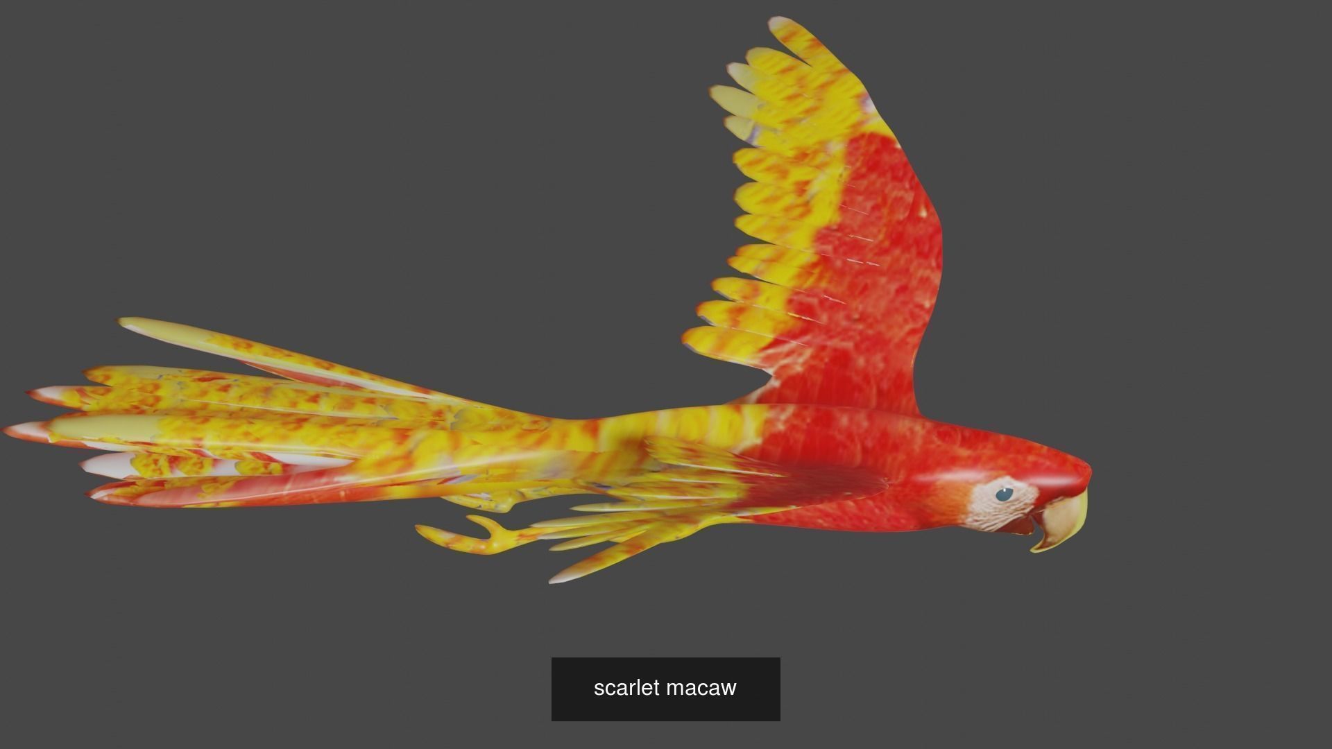 BIRD COLLECTION parrot flying in air _41