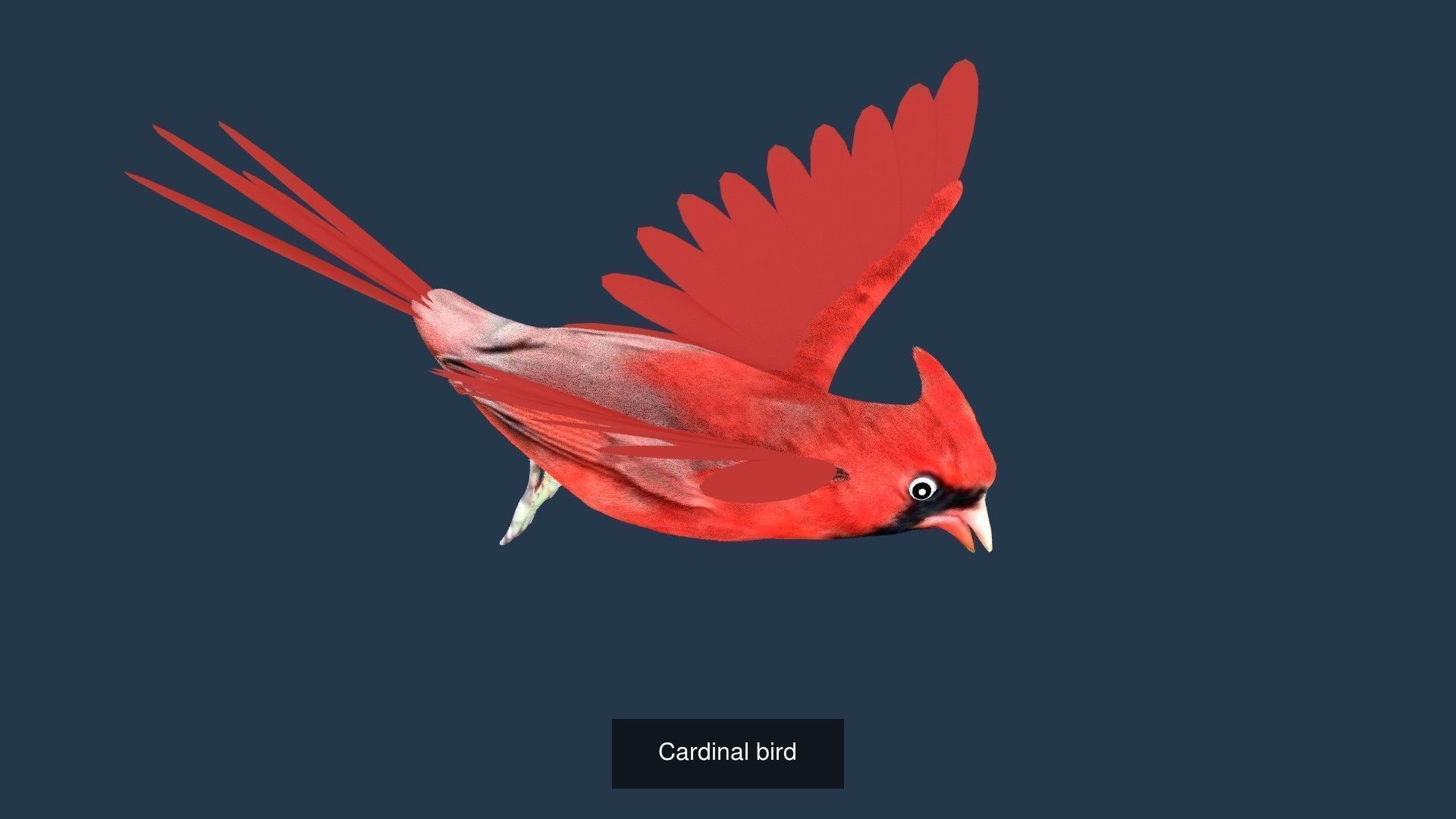 BIRD COLLECTION parrot flying in air _43