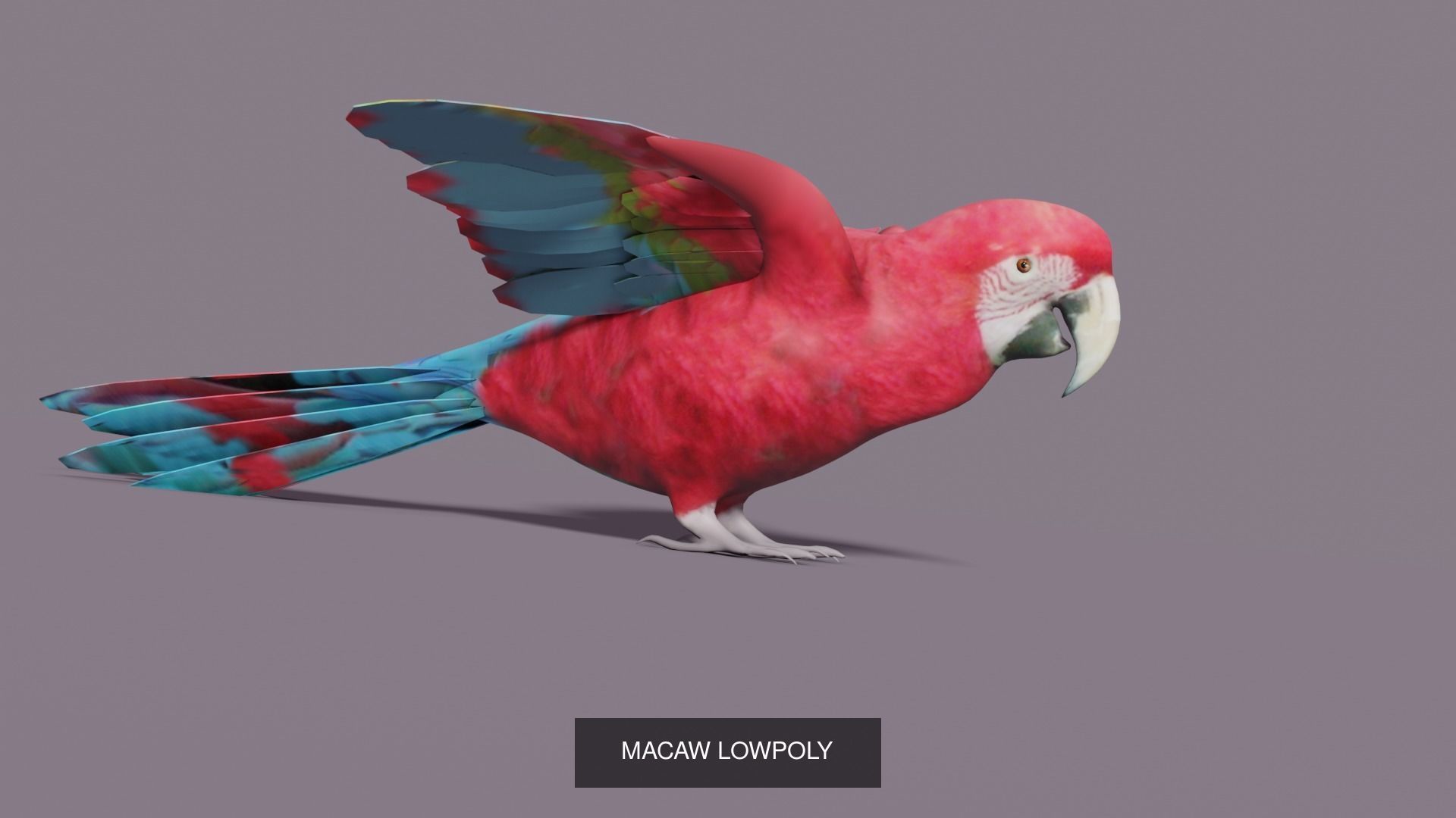 BIRD COLLECTION parrot flying in air _23