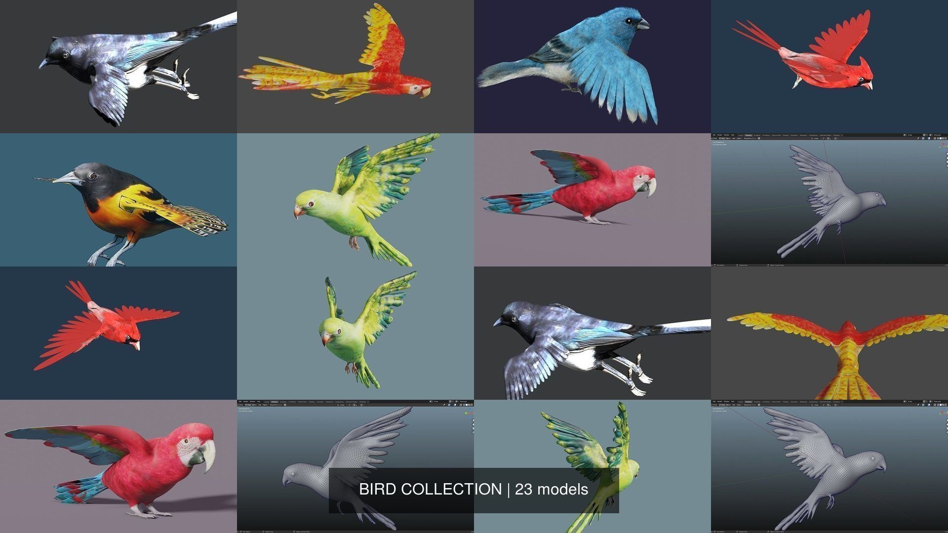 BIRD COLLECTION parrot flying in air _17