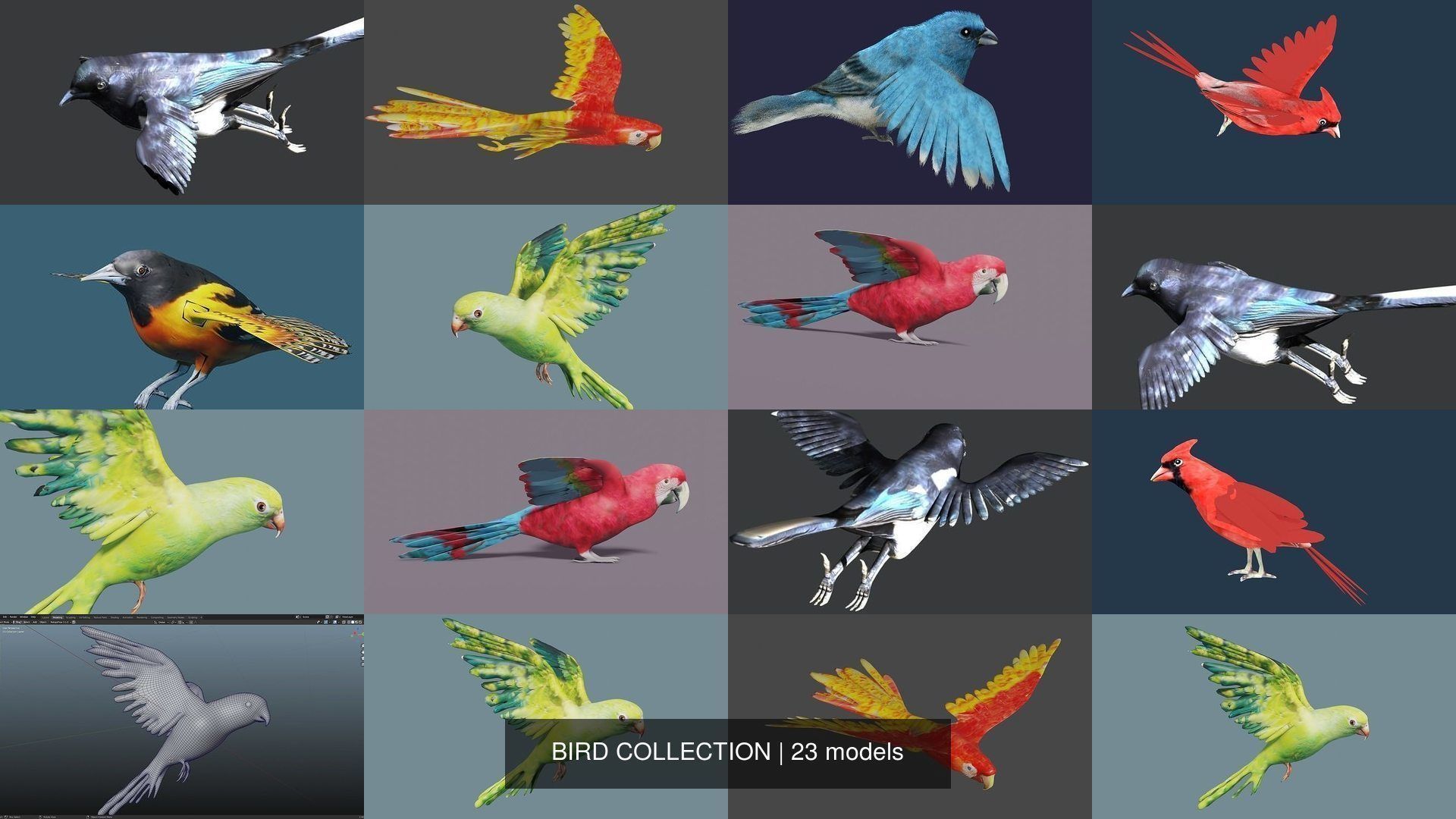 BIRD COLLECTION parrot flying in air _20