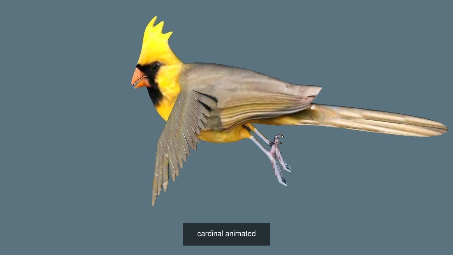 BIRD COLLECTION parrot flying in air _38