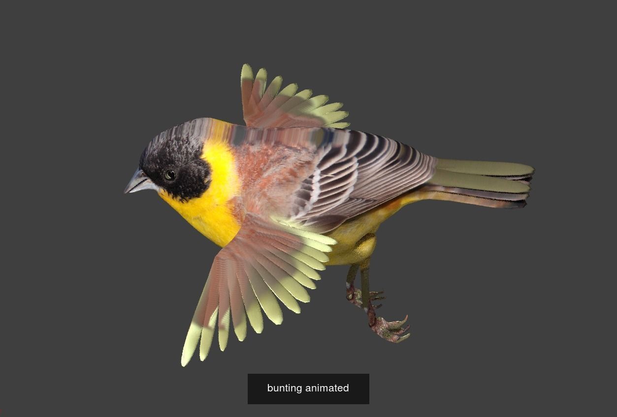 BIRD COLLECTION parrot flying in air _30