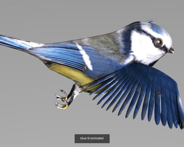 BIRD COLLECTION parrot flying in air _39