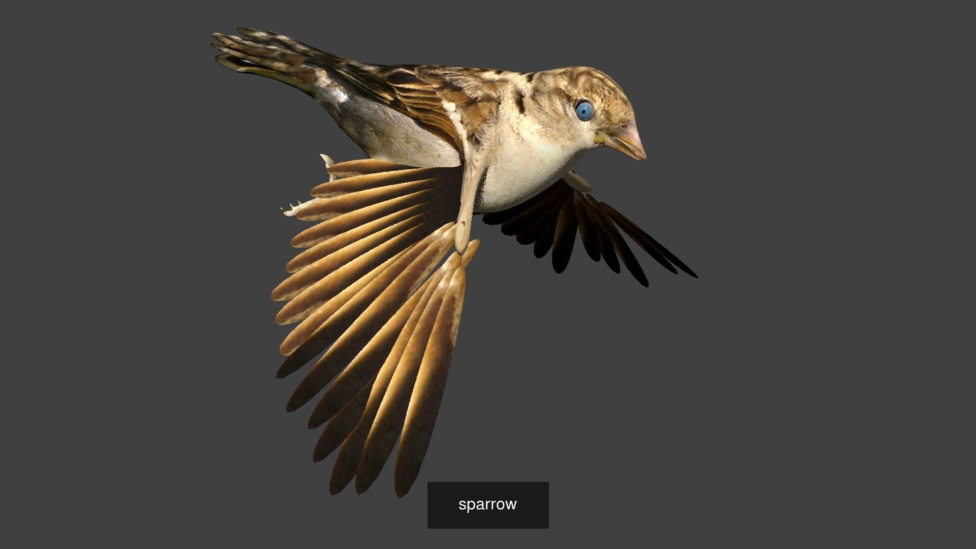 BIRD COLLECTION parrot flying in air _34