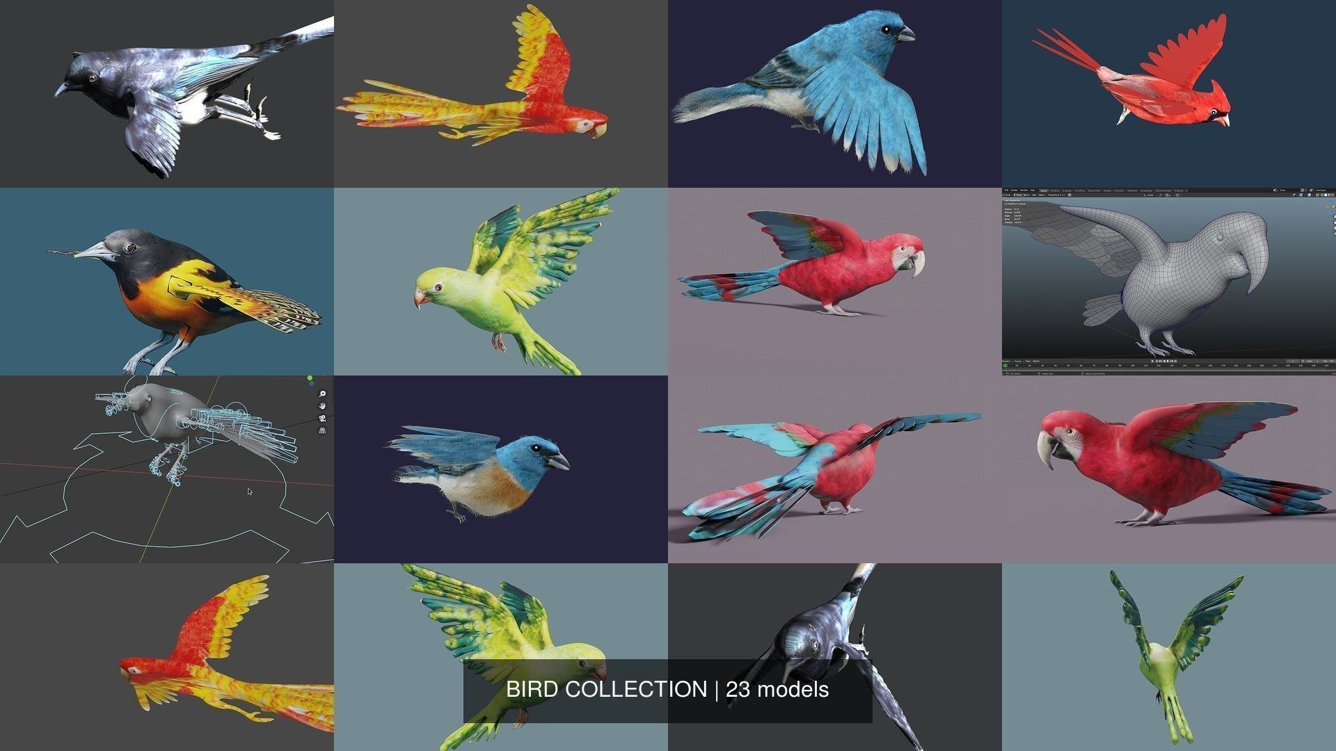 BIRD COLLECTION parrot flying in air _21