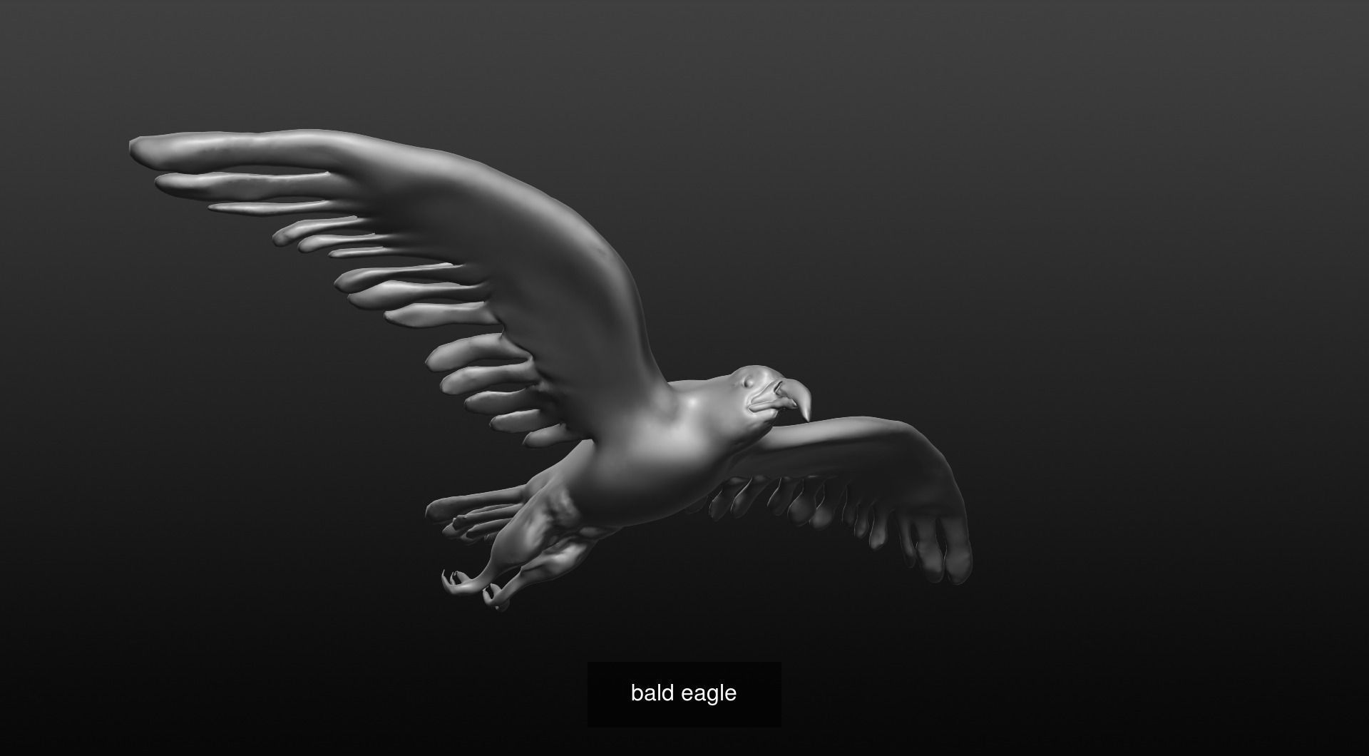 BIRD COLLECTION parrot flying in air _27