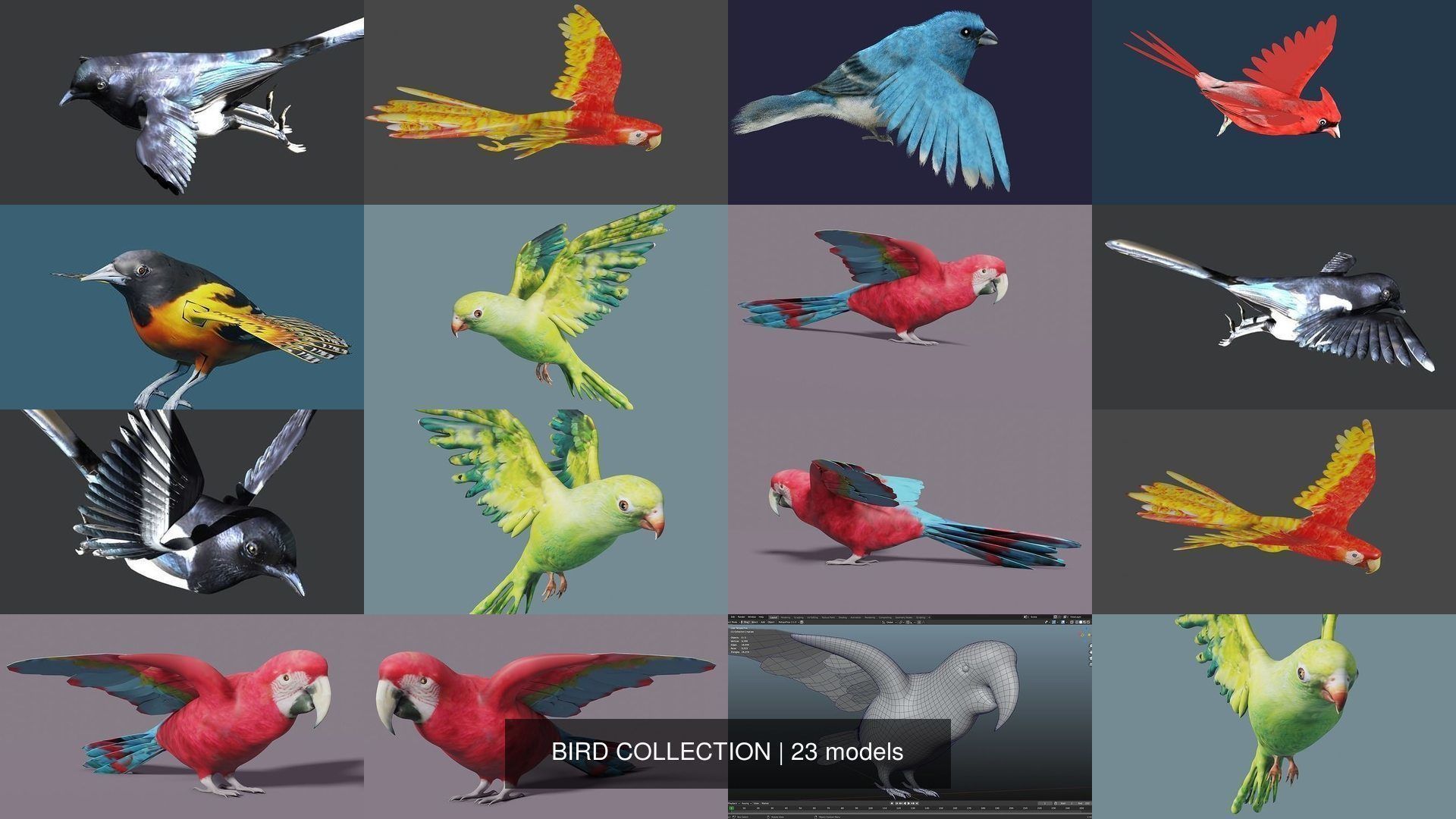 BIRD COLLECTION parrot flying in air _18