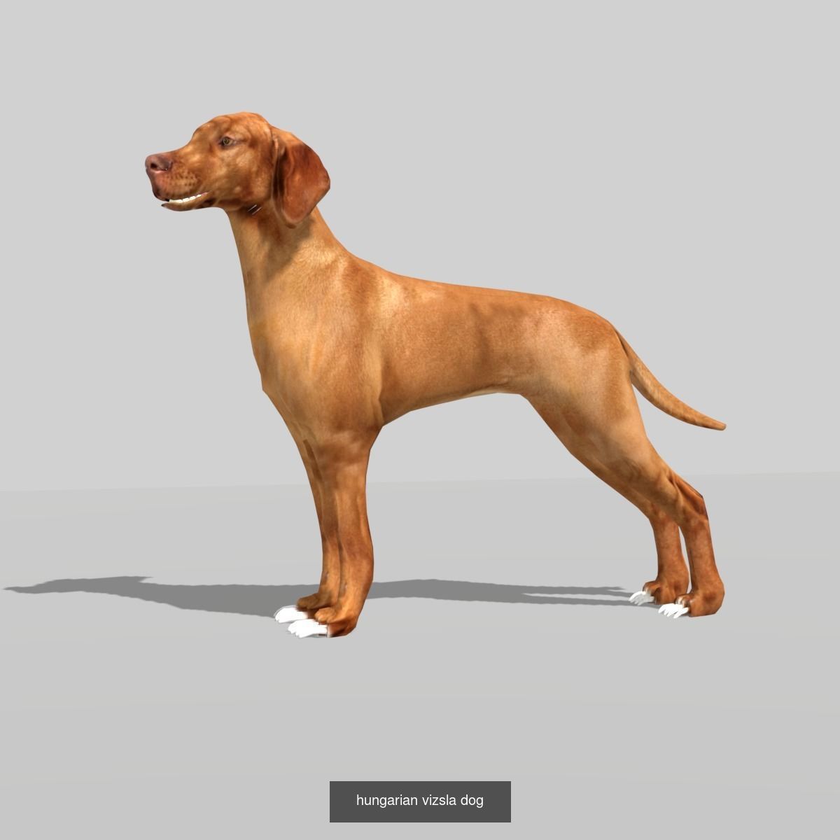 dog collection german shepherd _11