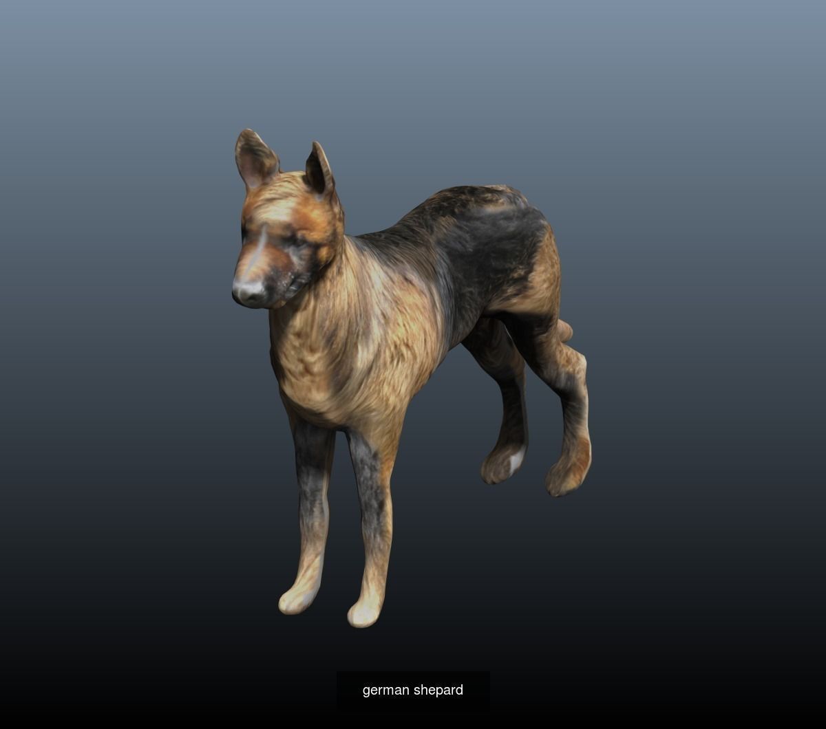 dog collection german shepherd _1