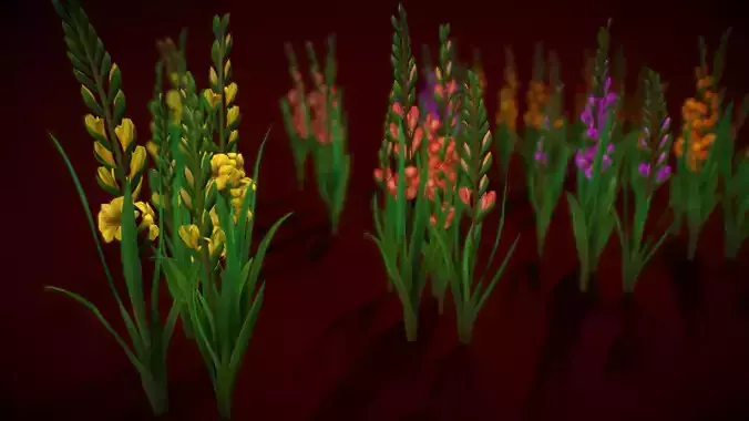Flower Gladiolus