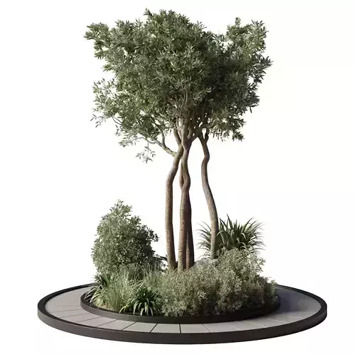 outdoor pot tree palm bush fern  grass the circle garden