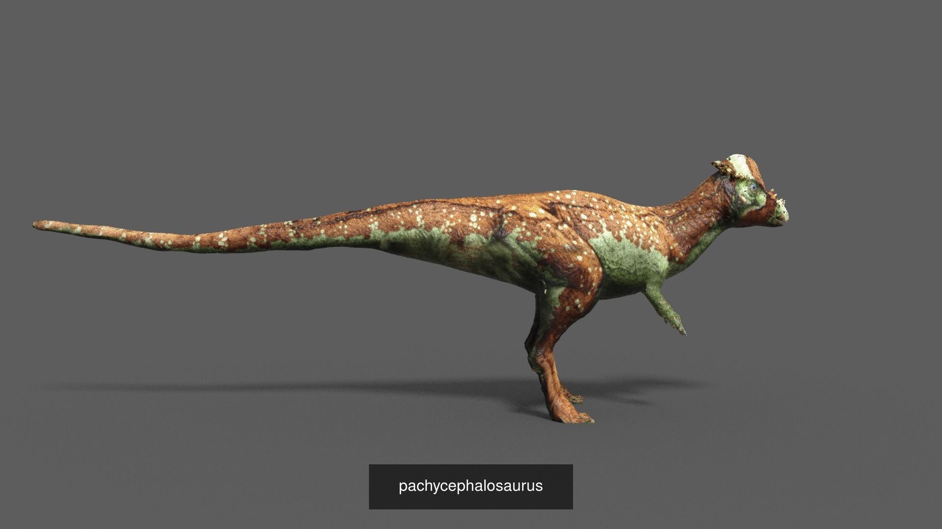 DINOSAUR COLLECTION _11