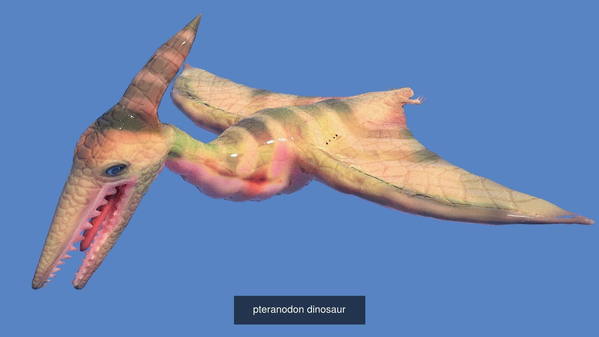 DINOSAUR COLLECTION _6