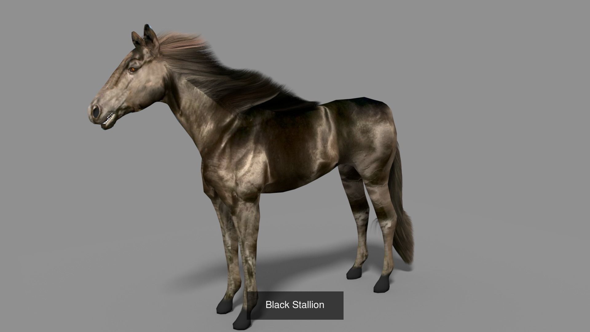 Horse Collection _10