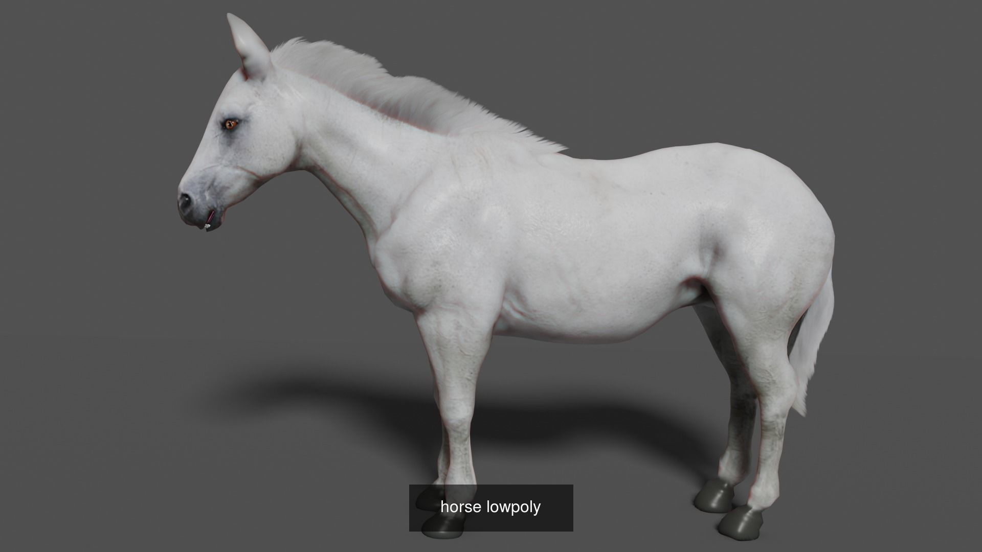 Horse Collection _12