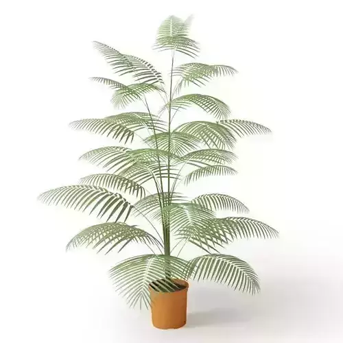 Green Potted Tree
