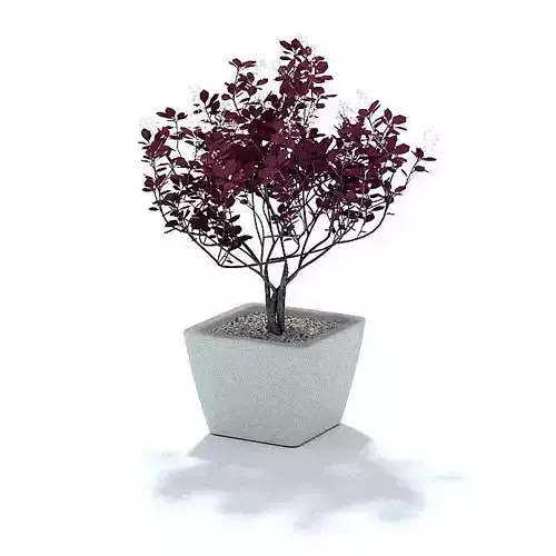 Potted Purple Plant