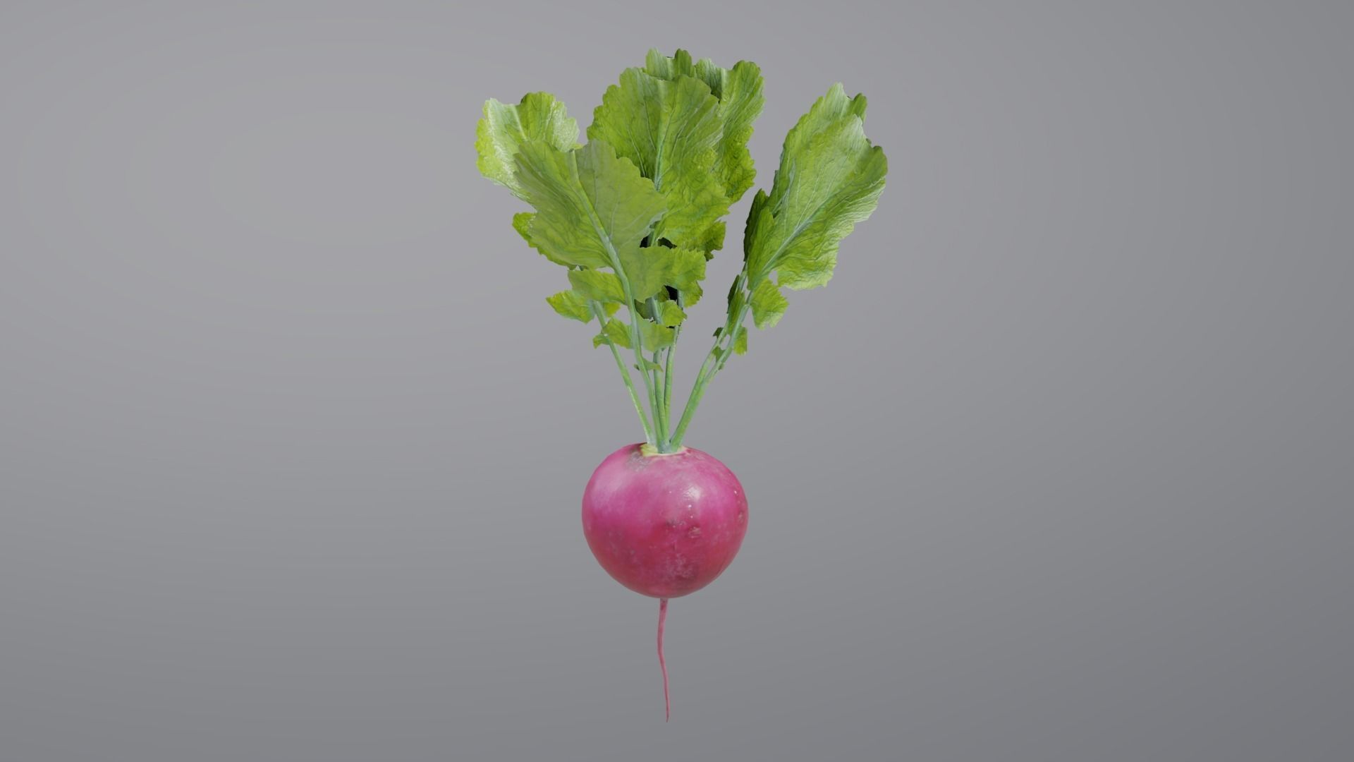 Radish with leaves Low-poly 3D model_3
