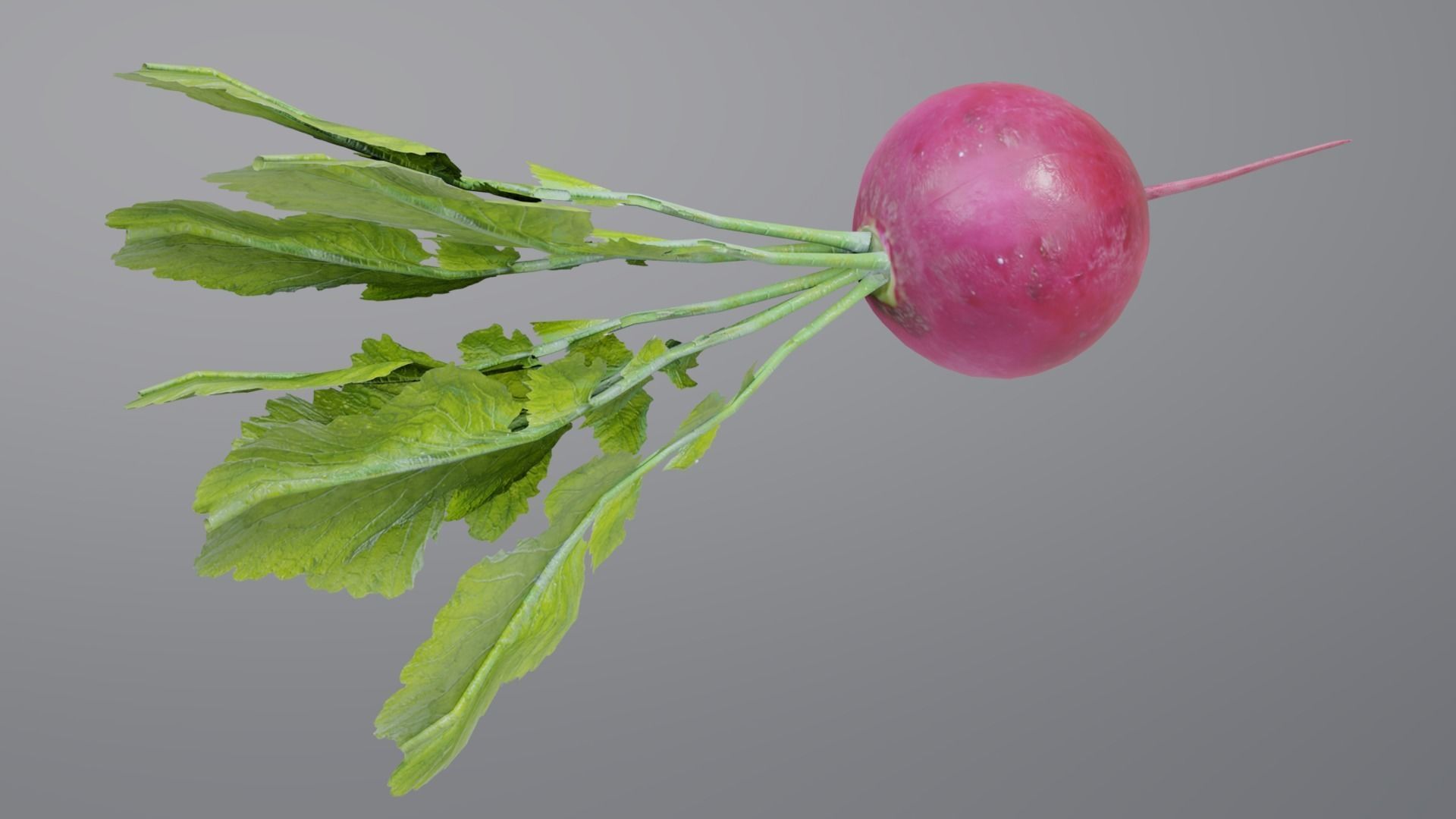 Radish with leaves Low-poly 3D model_2