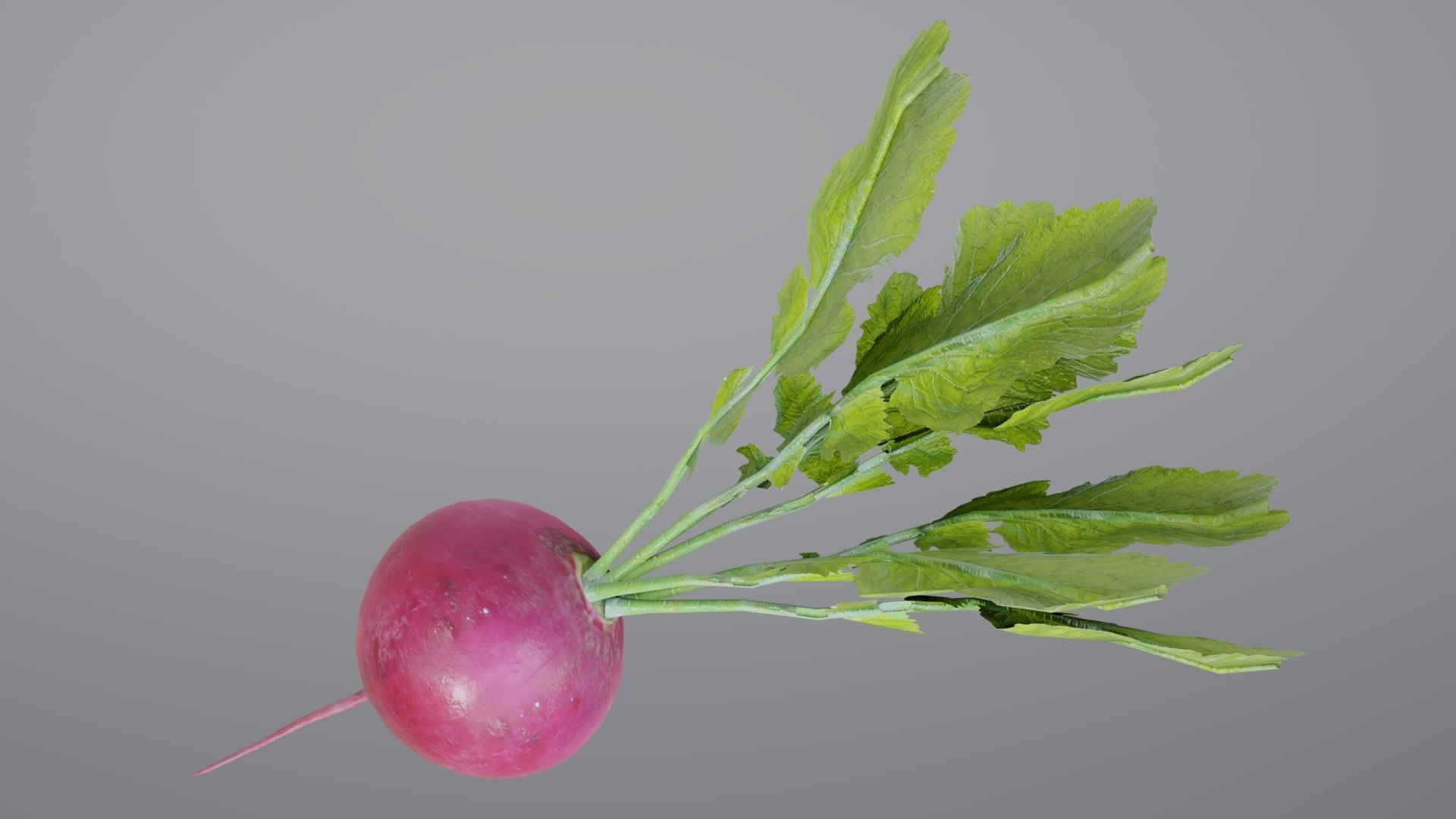 Radish with leaves Low-poly 3D model_1