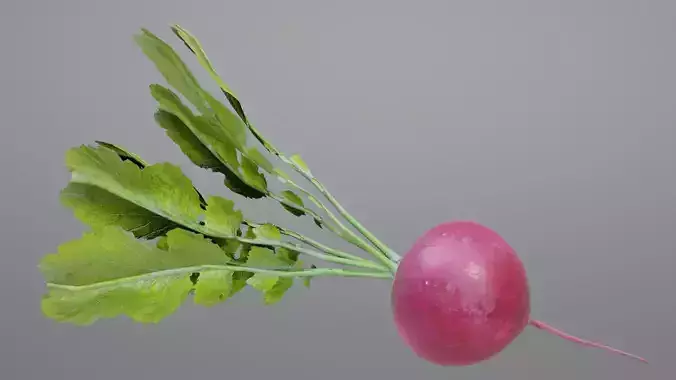 Radish with leaves